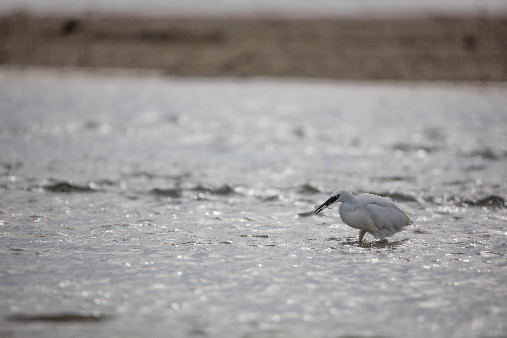 Tamron SP 150-600mm F5-6.3 Di VC USD sample photo. Trap photography