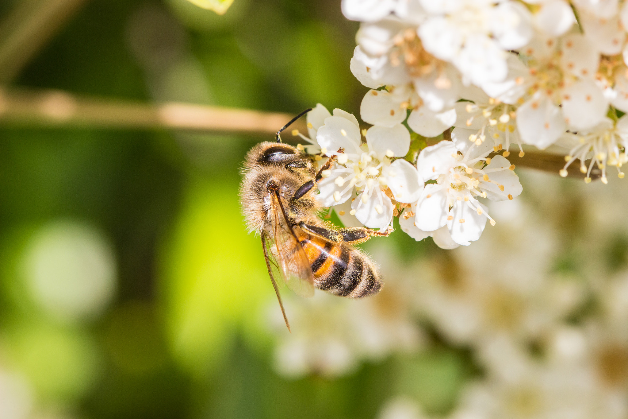 Canon EOS 100D (EOS Rebel SL1 / EOS Kiss X7) + Canon EF 100mm F2.8L Macro IS USM sample photo. A bee on a white flower 2 photography