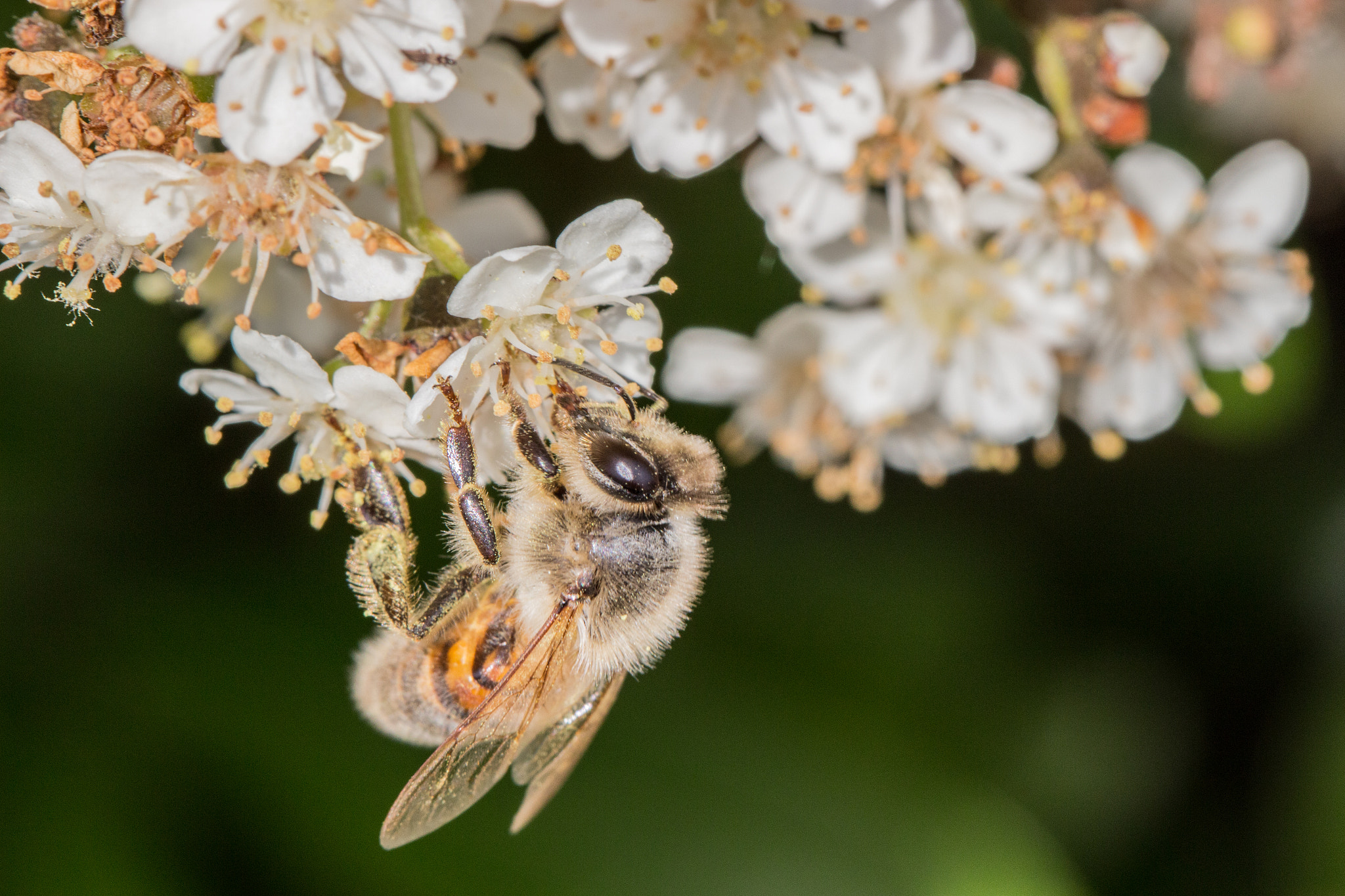 Canon EOS 100D (EOS Rebel SL1 / EOS Kiss X7) + Canon EF 100mm F2.8L Macro IS USM sample photo. A bee on a white flower 1 photography