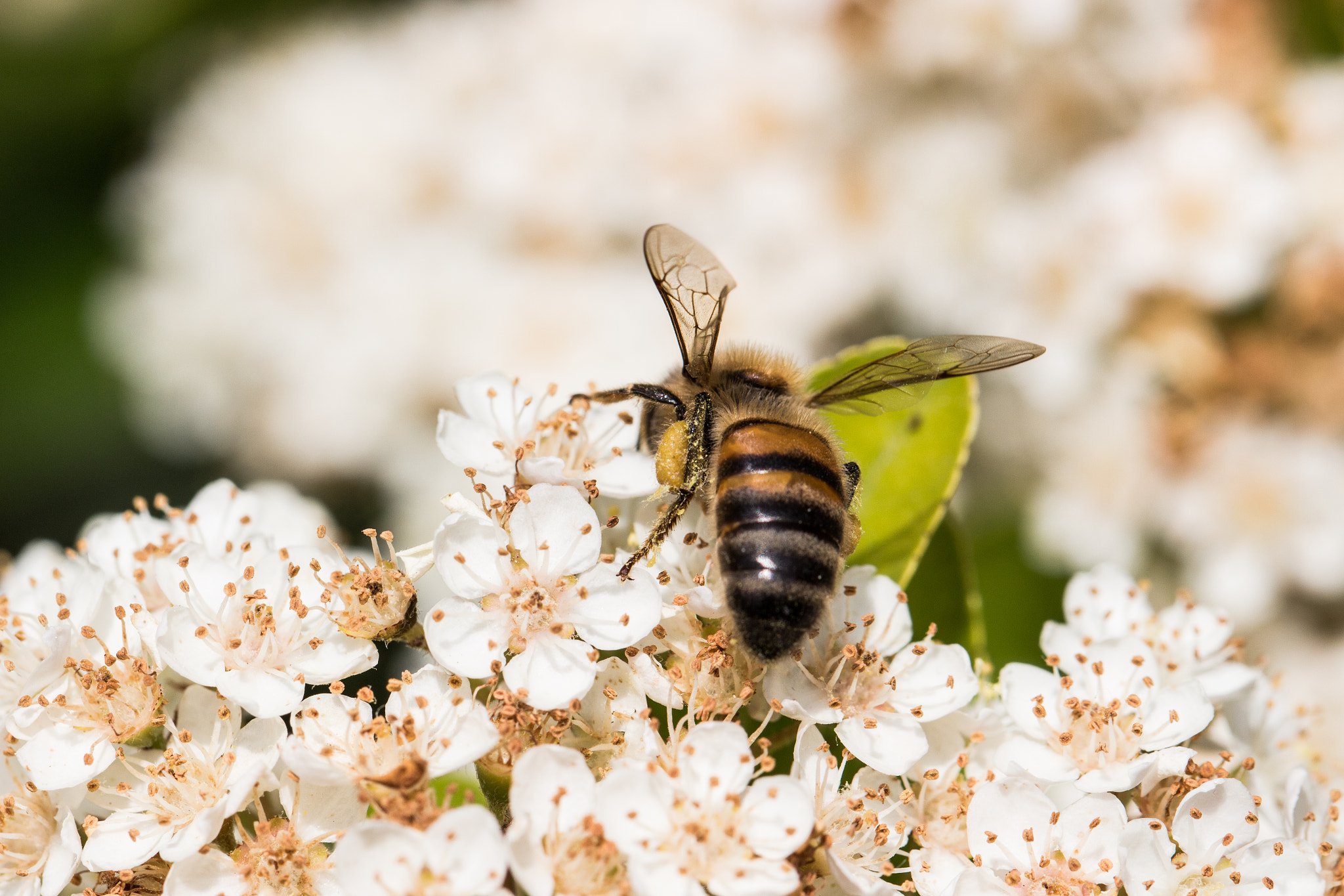 Canon EOS 100D (EOS Rebel SL1 / EOS Kiss X7) + Canon EF 100mm F2.8L Macro IS USM sample photo. A bee on a white flower 3 photography