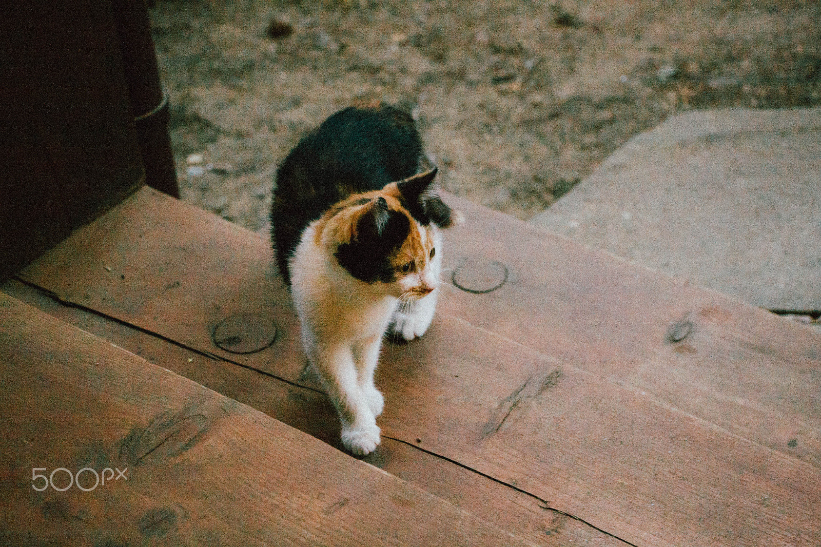 Canon EOS 40D sample photo. Pretty kitten photography