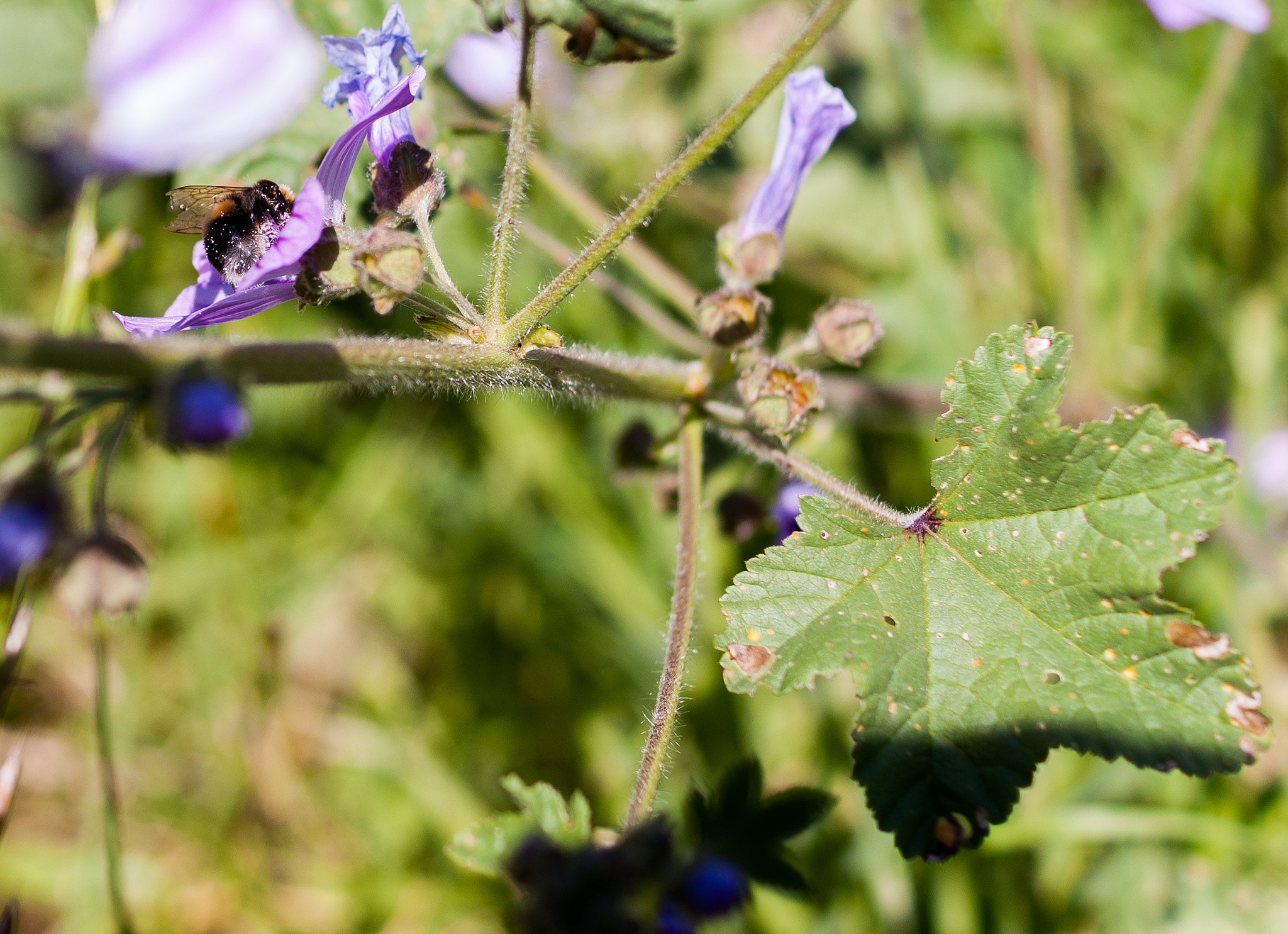 Sony Alpha DSLR-A200 + Sony DT 35mm F1.8 SAM sample photo. Violet land photography