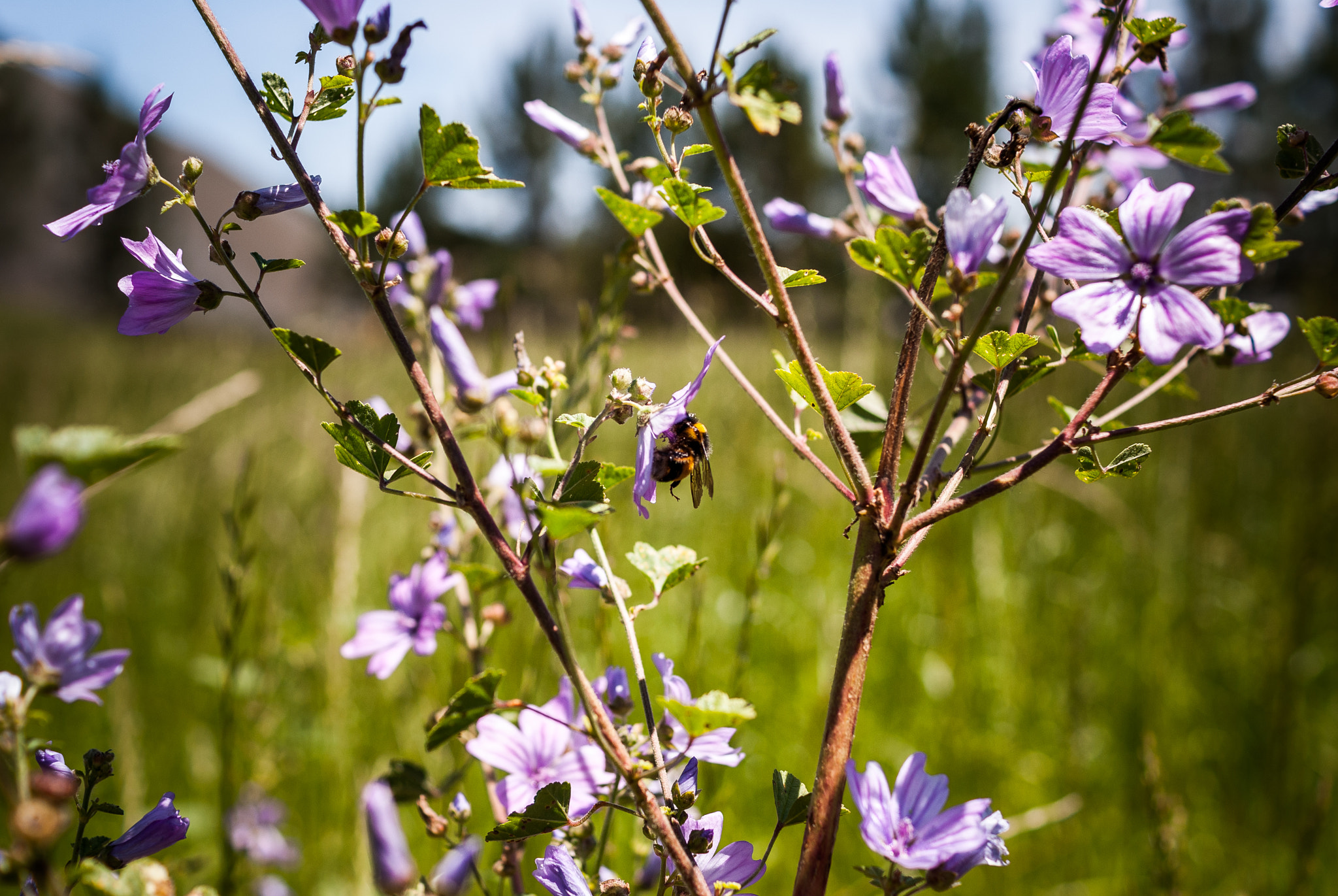 Sony Alpha DSLR-A200 + Sony DT 35mm F1.8 SAM sample photo. Violet work photography