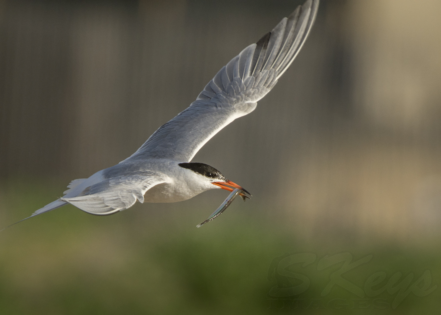 Nikon D7200 + Sigma 500mm F4.5 EX DG HSM sample photo. Bringing home the... (common tern) photography