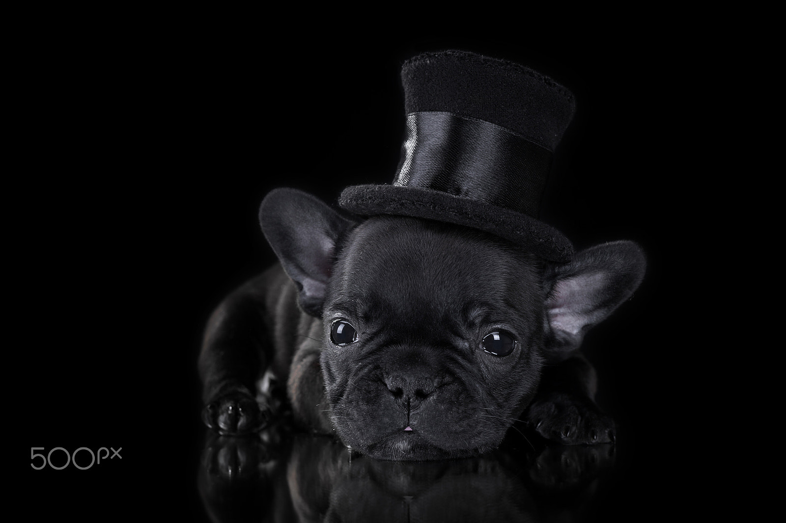 Sony Alpha a99 sample photo. Puppy french bulldog photography