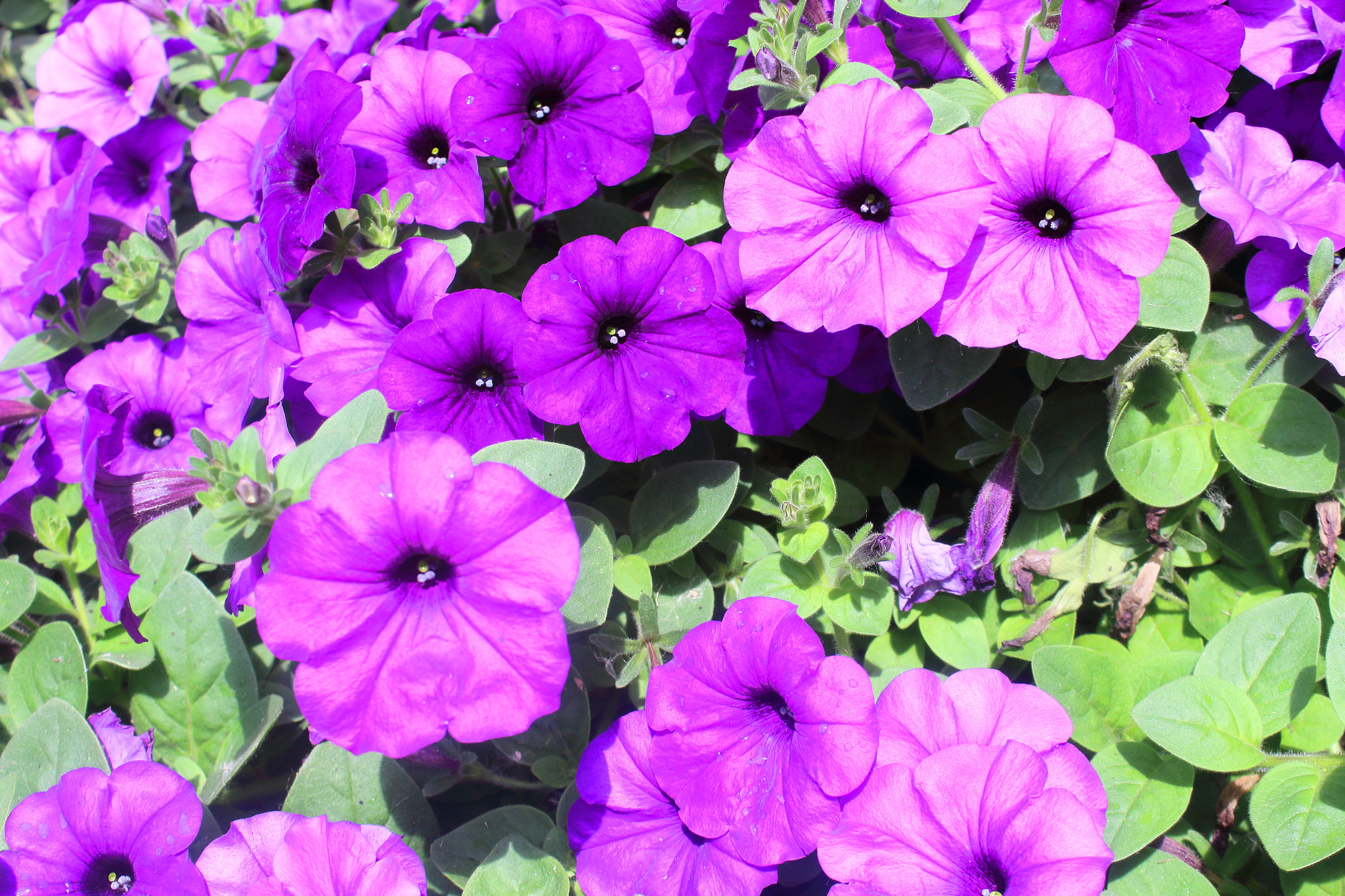 Canon EOS 100D (EOS Rebel SL1 / EOS Kiss X7) sample photo. Purple flowers photography