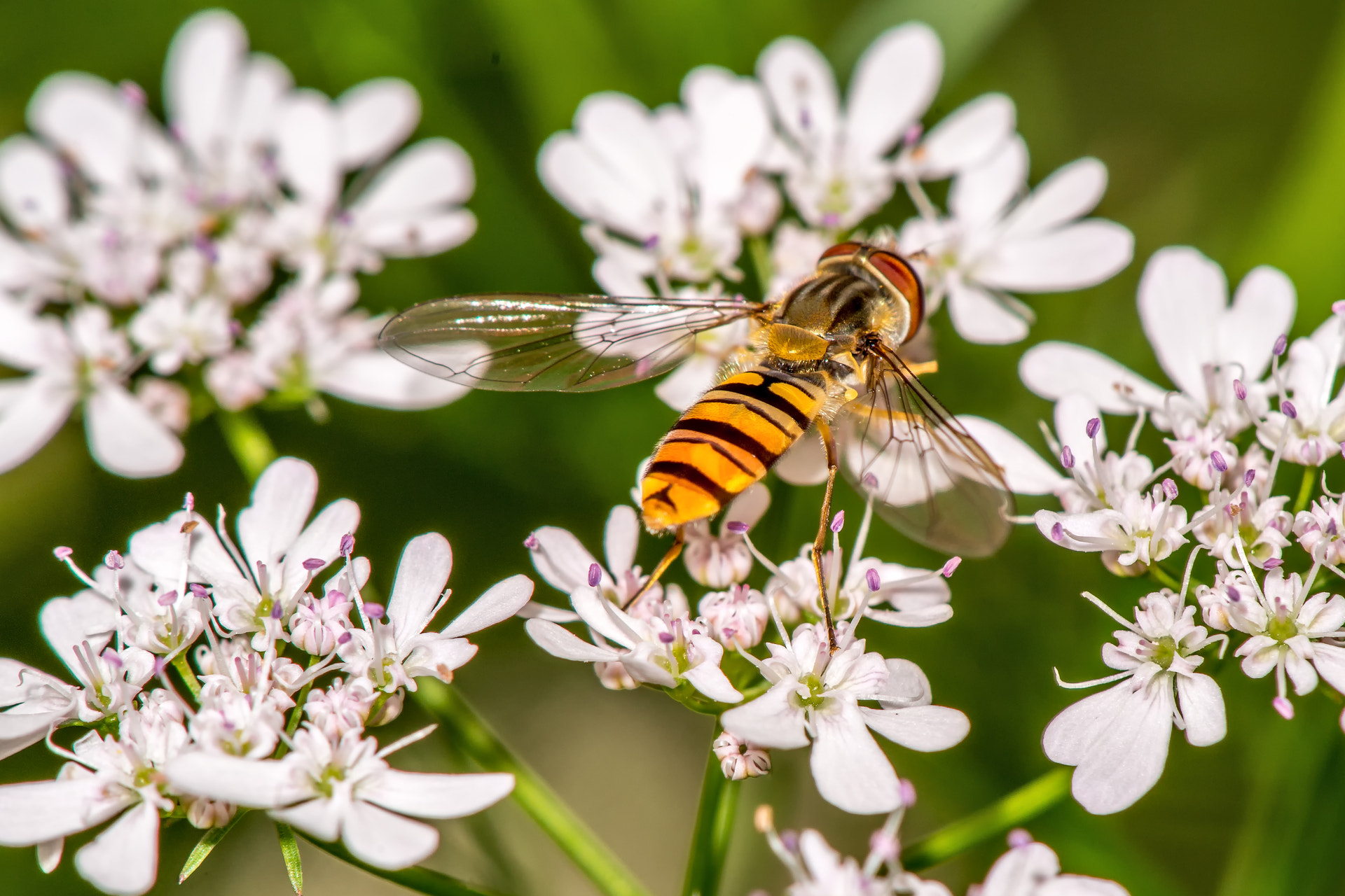 Tamron Lens (255) sample photo. Back view hover fly photography