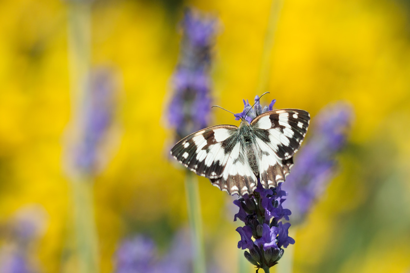 Sigma APO Macro 150mm f/2.8 EX DG HSM sample photo. Butterfly photography