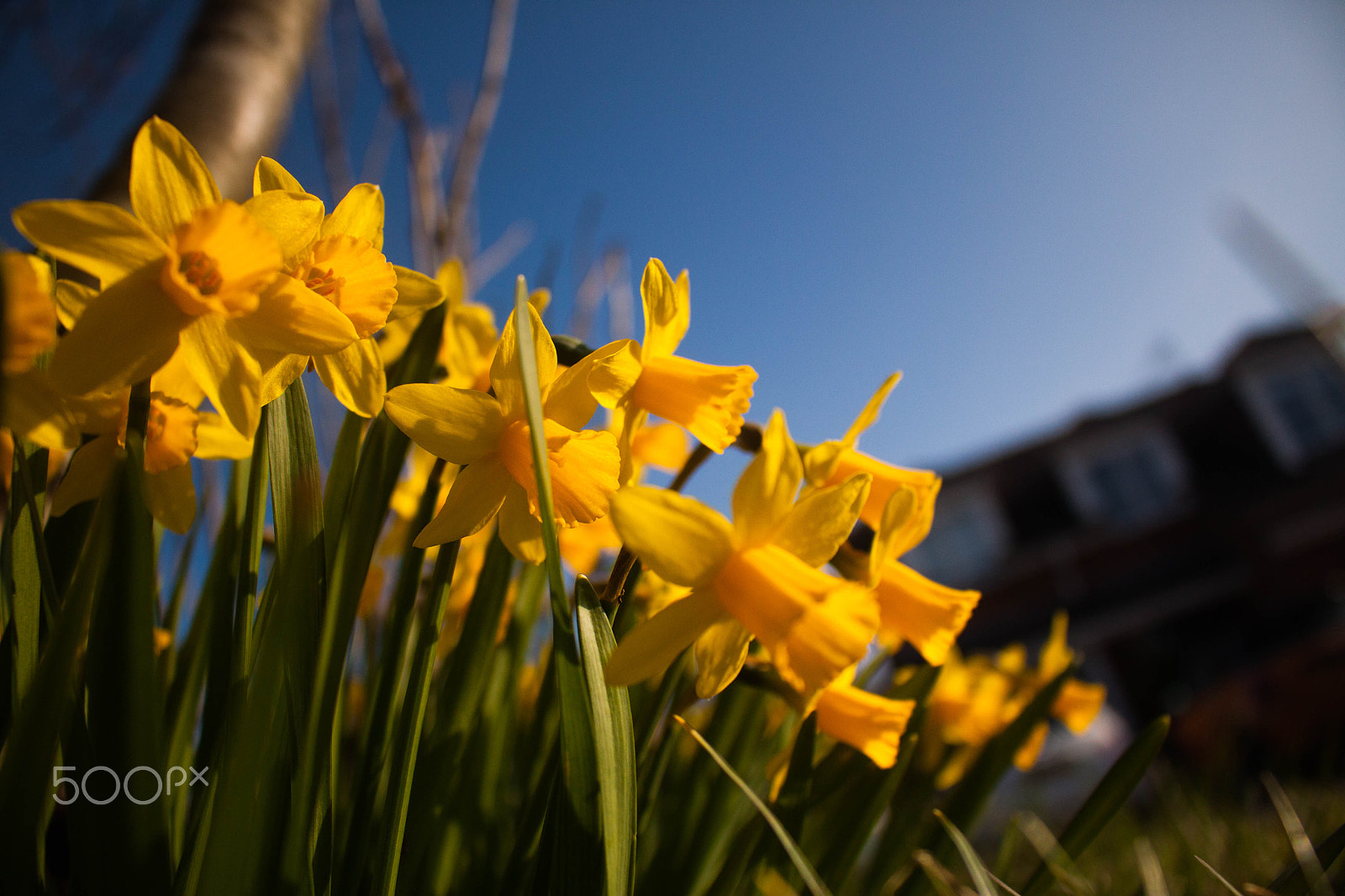 Canon EOS 500D (EOS Rebel T1i / EOS Kiss X3) sample photo. Daffodils photography
