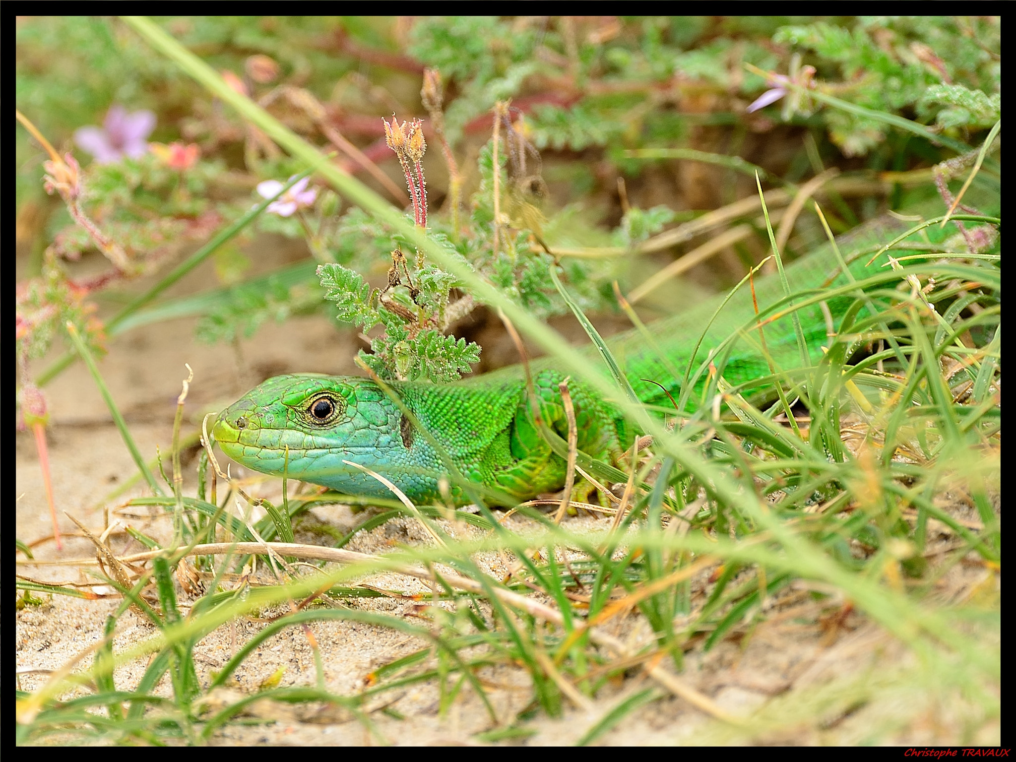 Sigma 150-600mm F5-6.3 DG OS HSM | C sample photo. Gf photography