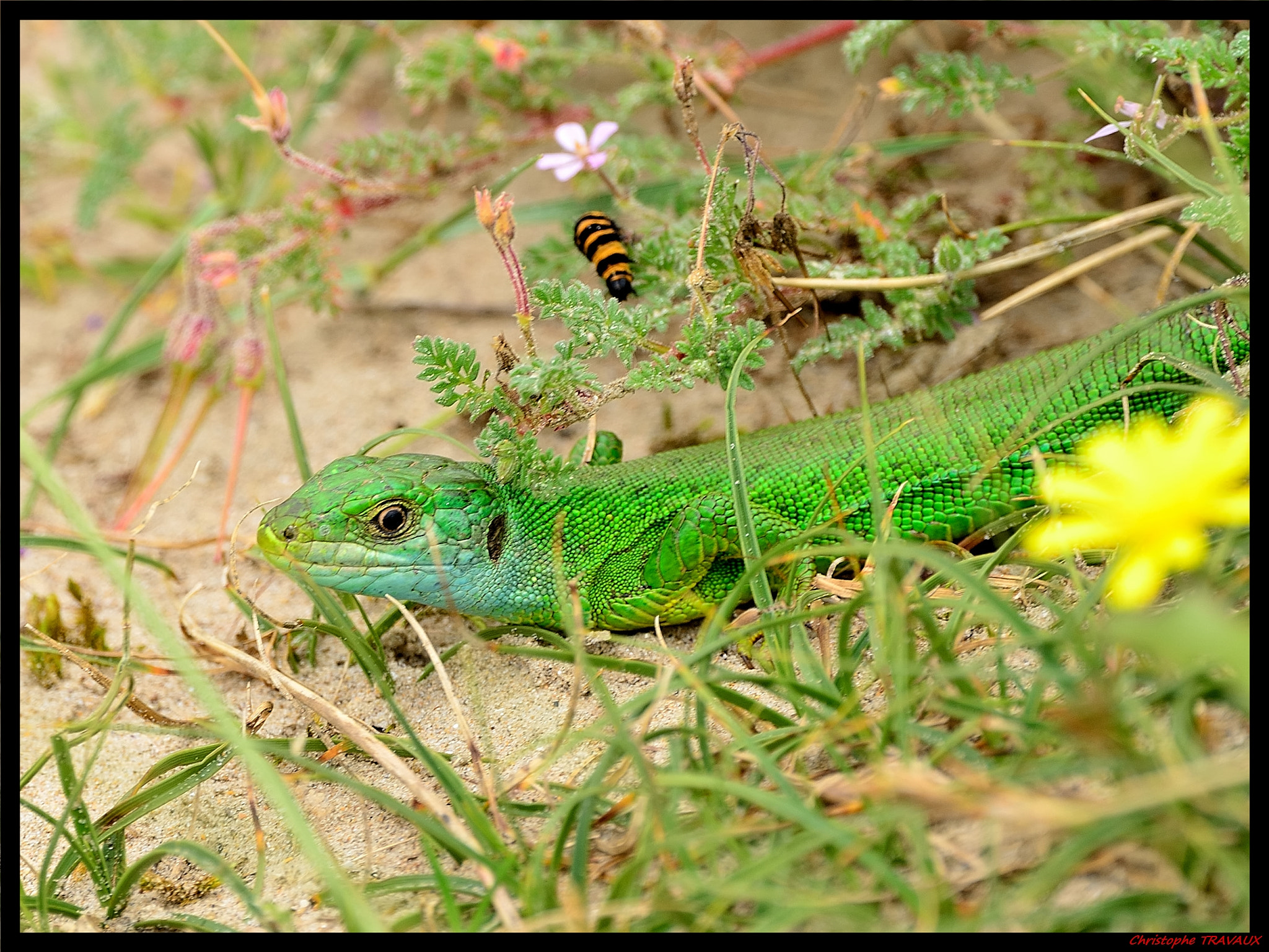 Sigma 150-600mm F5-6.3 DG OS HSM | C sample photo. Gf photography