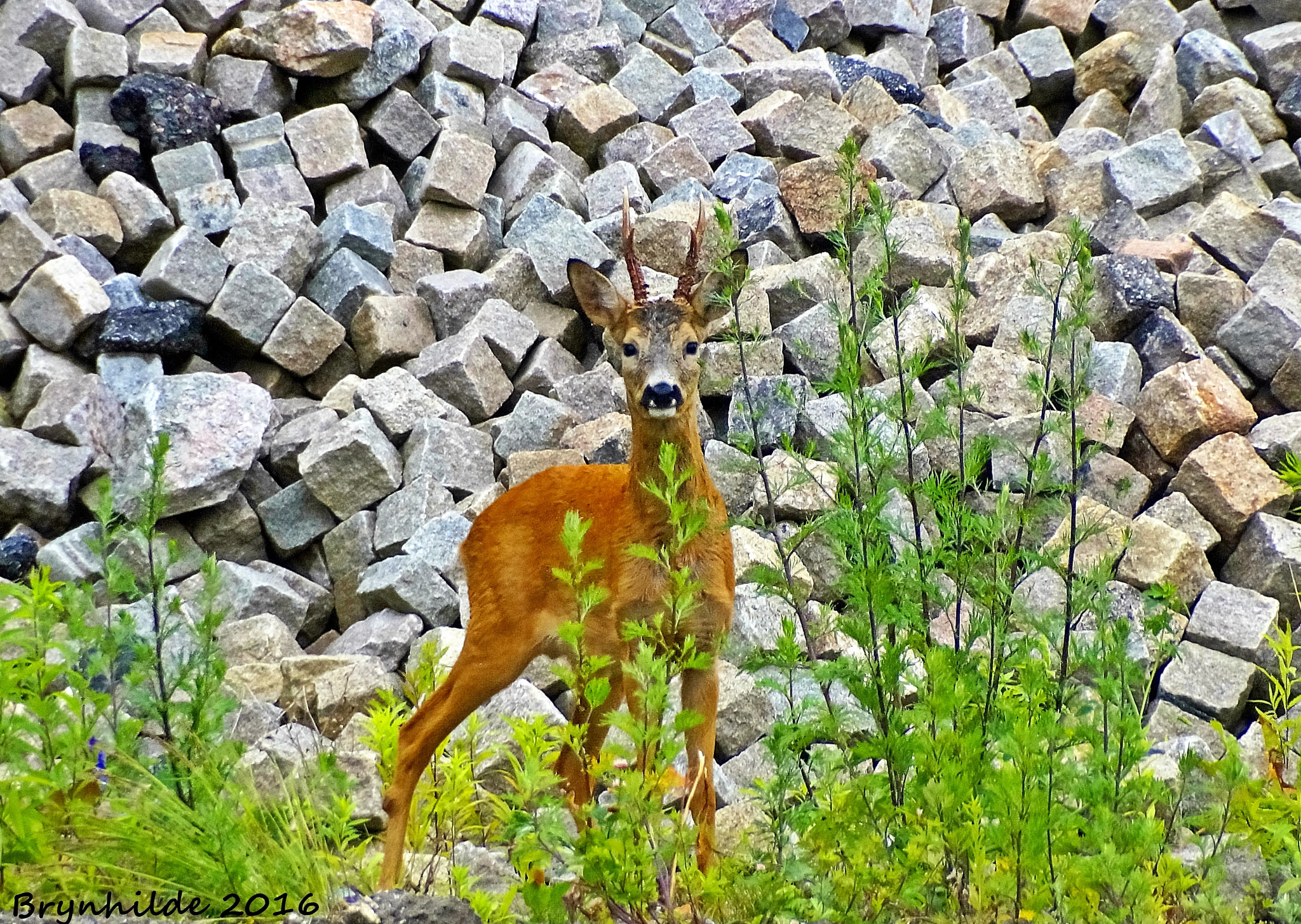 Sony DT 18-250mm F3.5-6.3 sample photo. Beautiful photography