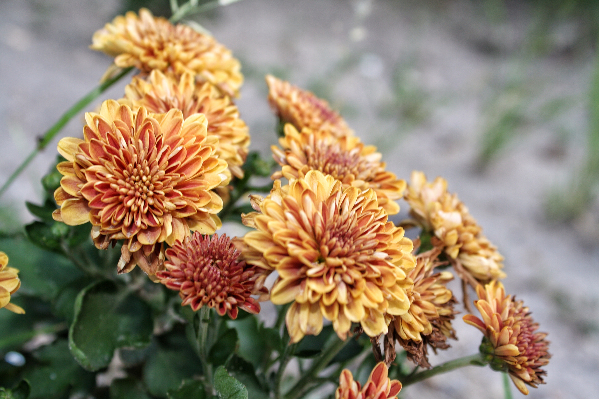 Canon EF-S 18-55mm F3.5-5.6 IS sample photo