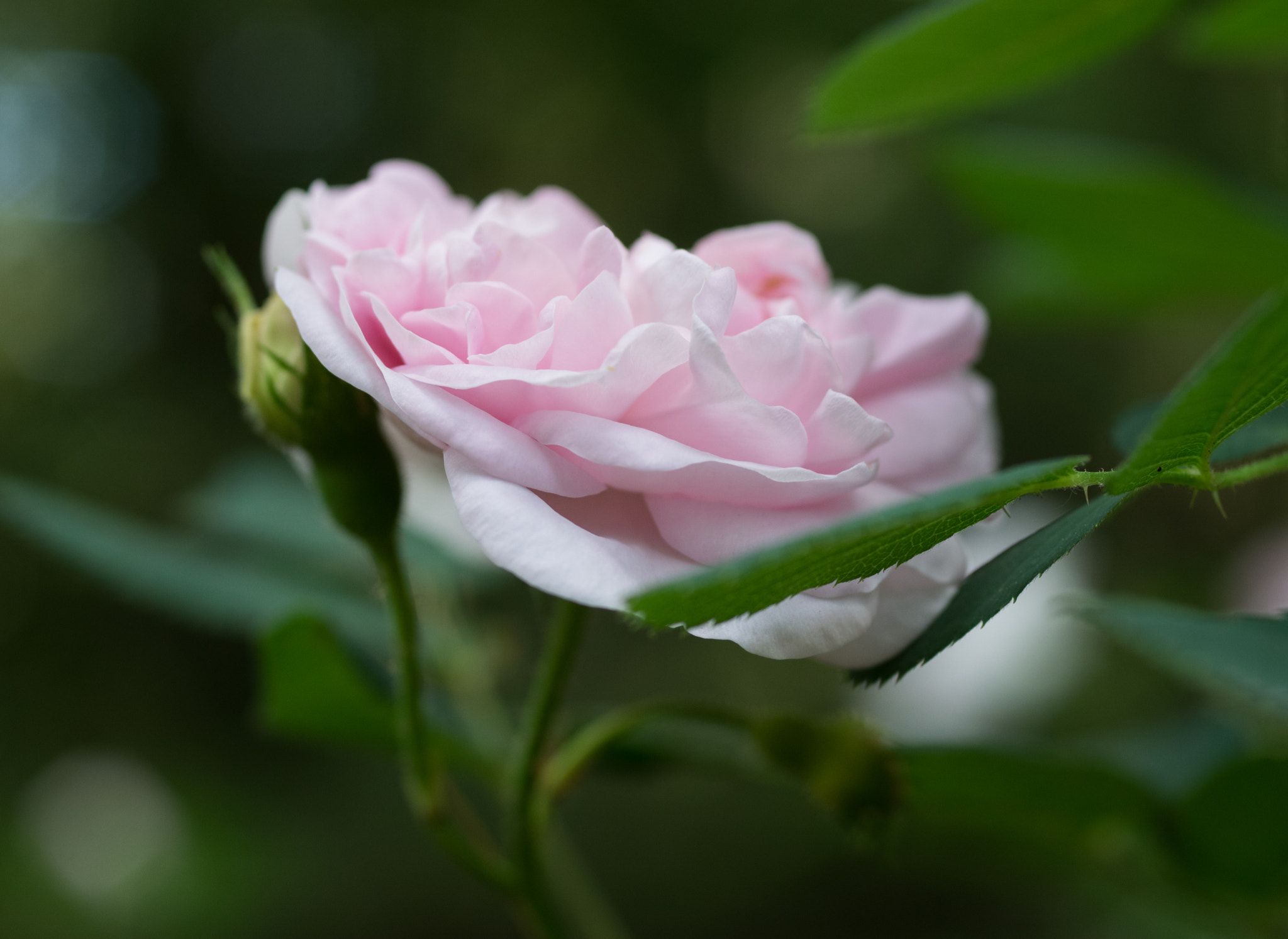 Pentax K-3 + smc PENTAX-FA Macro 50mm F2.8 sample photo. Rose photography