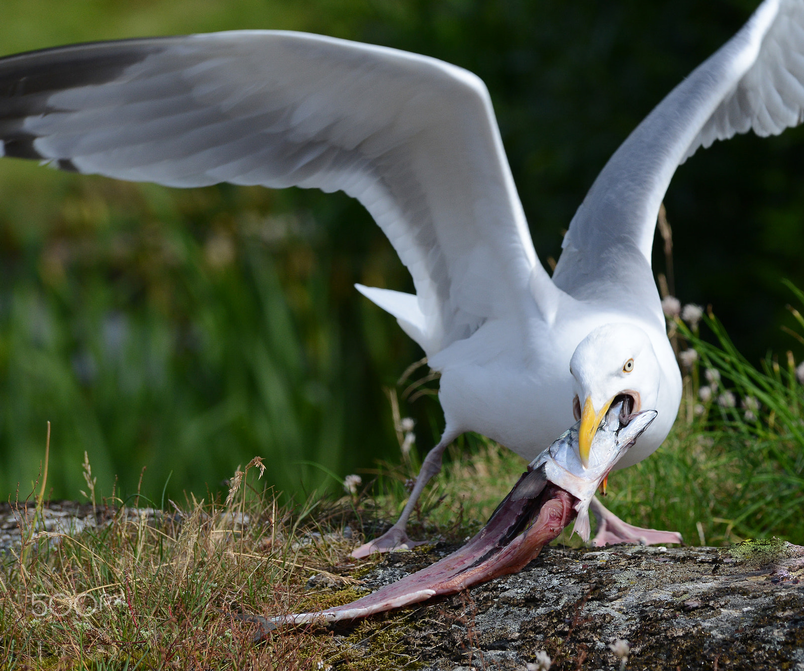Nikon D800E + Tamron SP AF 70-200mm F2.8 Di LD (IF) MACRO sample photo. Feast for the seagull, summer is coming... photography