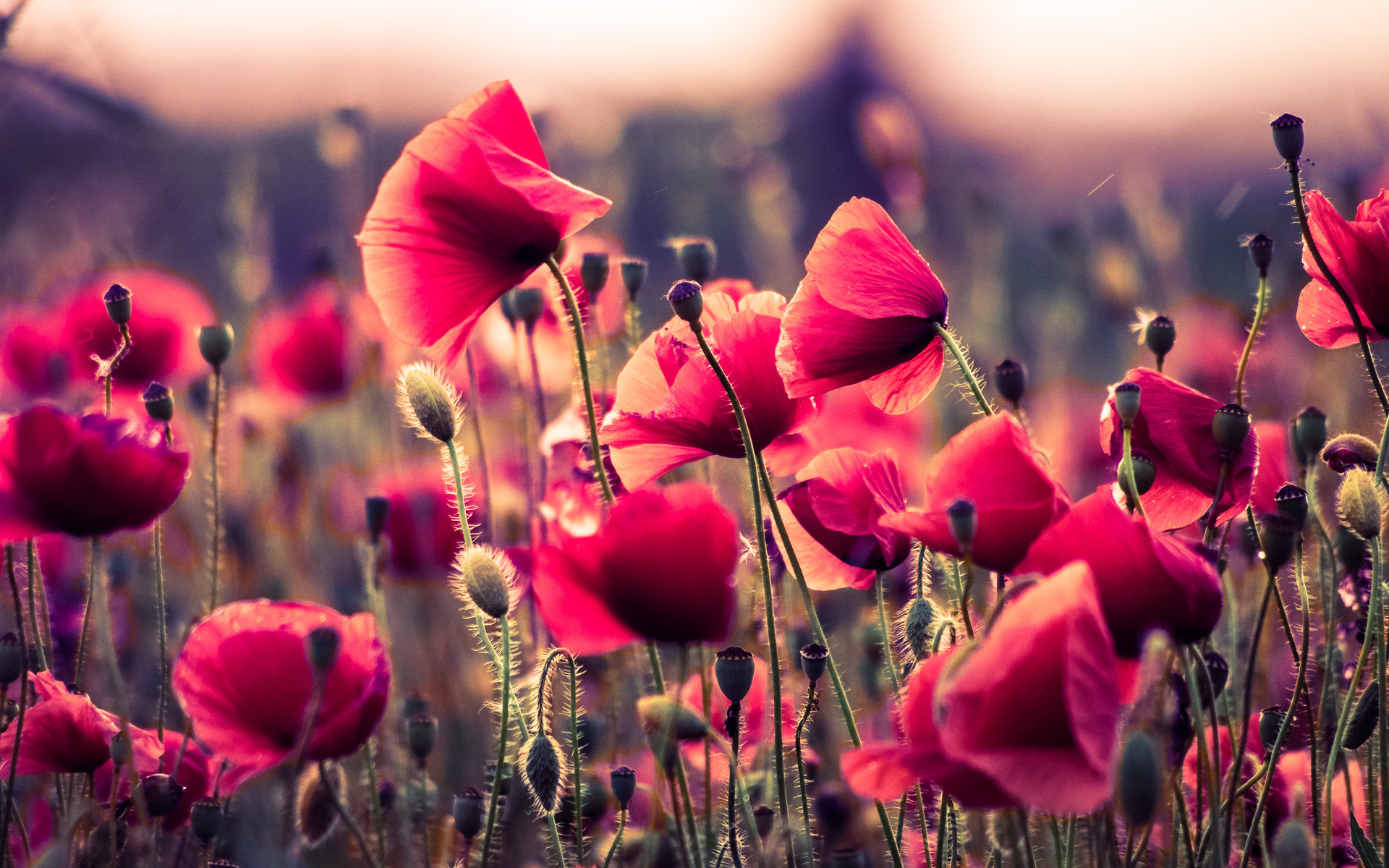 Pentax K-3 II sample photo. Last poppies photography