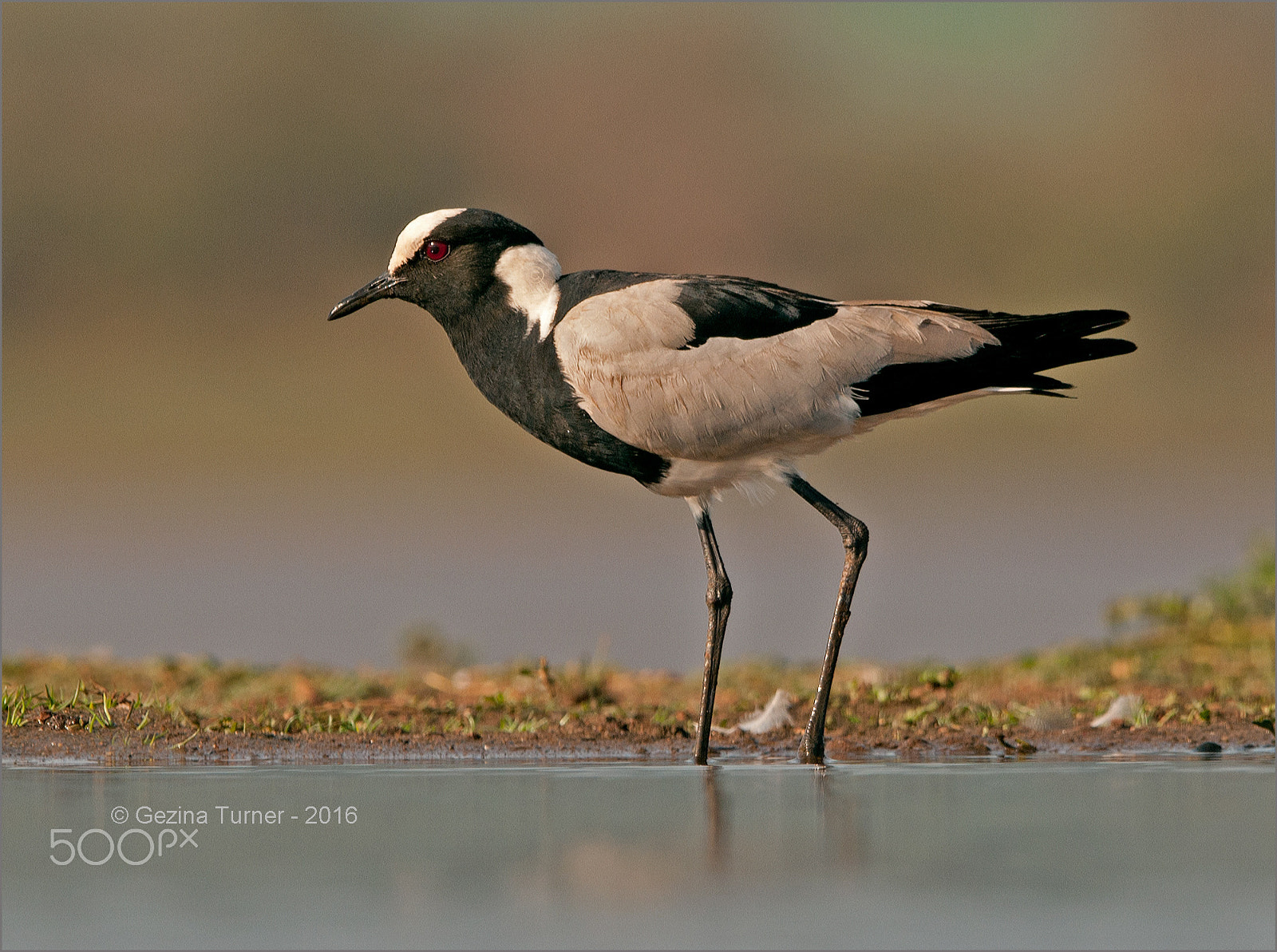 Nikon AF-S Nikkor 400mm F2.8G ED VR II sample photo. Blacksmith lapwing (plover) photography