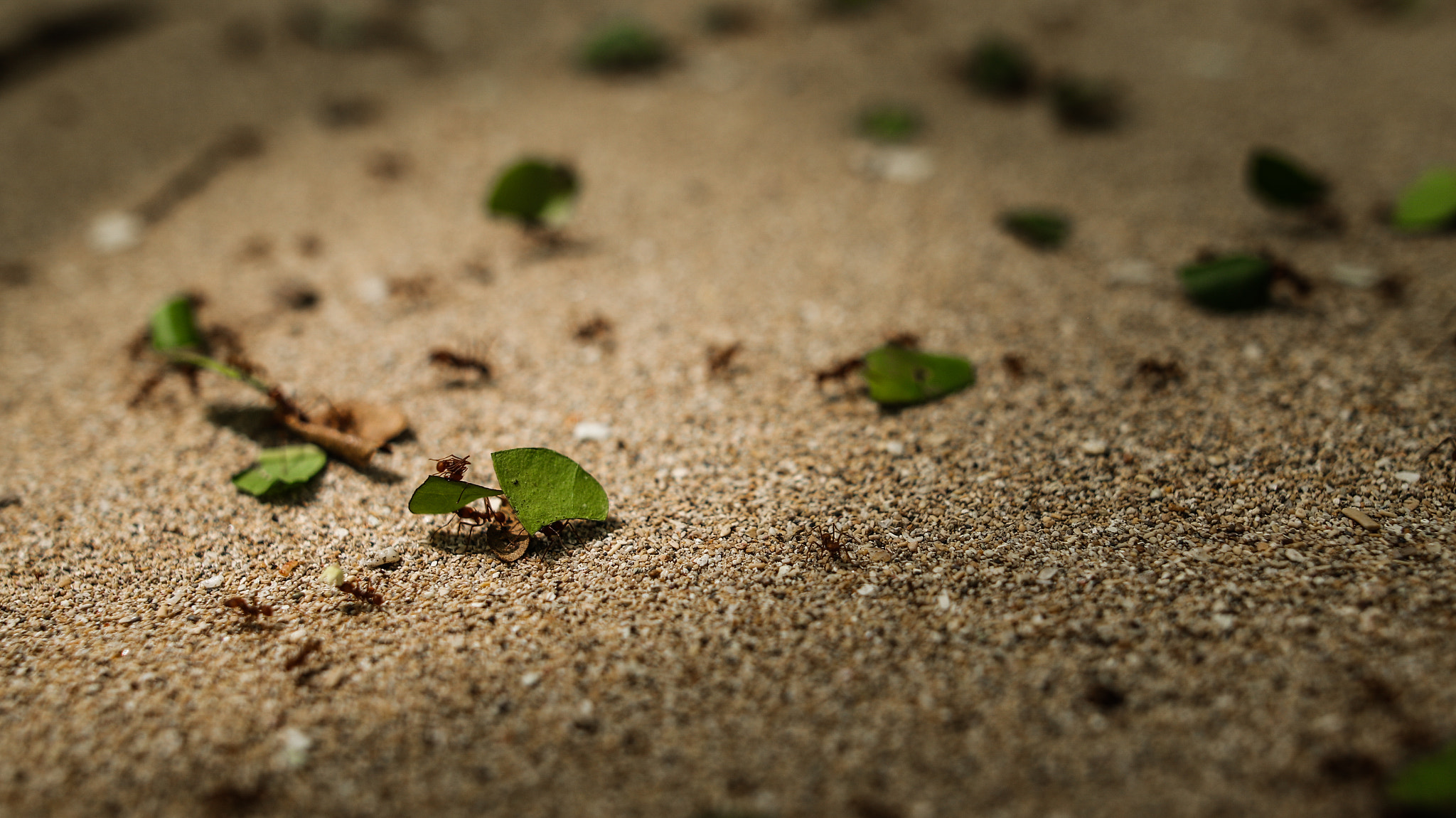 Sigma 24mm F1.4 DG HSM Art sample photo. Hard at work photography