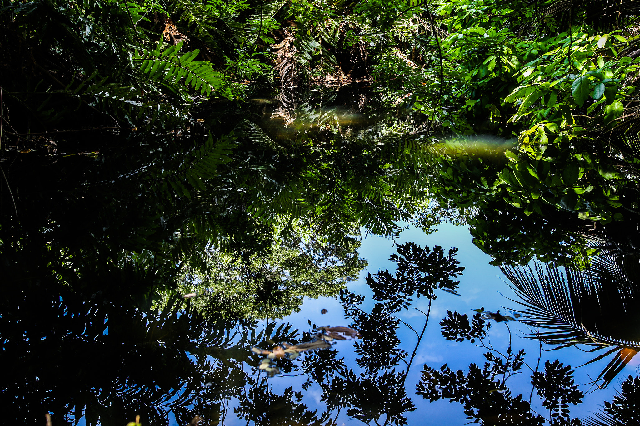 Sigma 24mm F1.4 DG HSM Art sample photo. Green's been seen photography