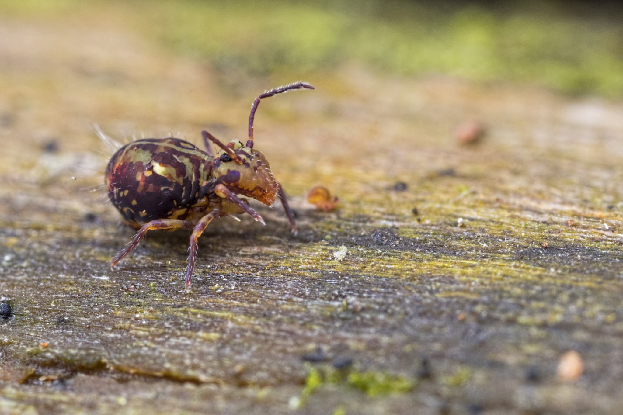 Canon EOS 760D (EOS Rebel T6s / EOS 8000D) + Canon MP-E 65mm F2.5 1-5x Macro Photo sample photo. Globular springtail on a stroll photography