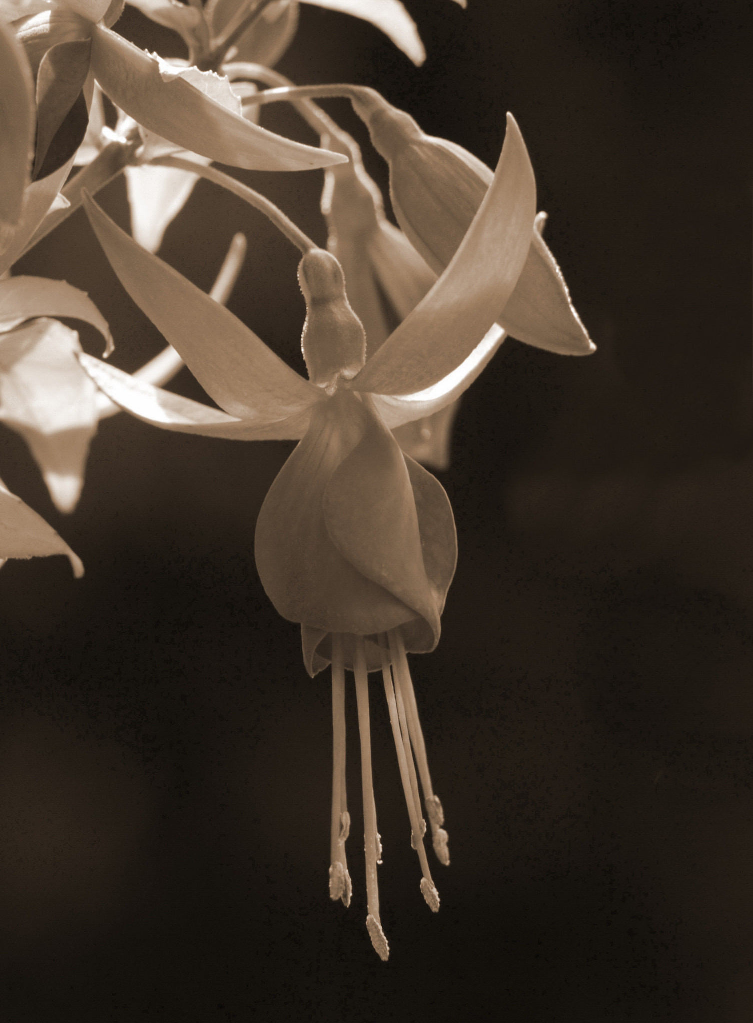 Sigma 50-500mm f/4-6.3 APO HSM EX sample photo. Sepia fuchsia photography