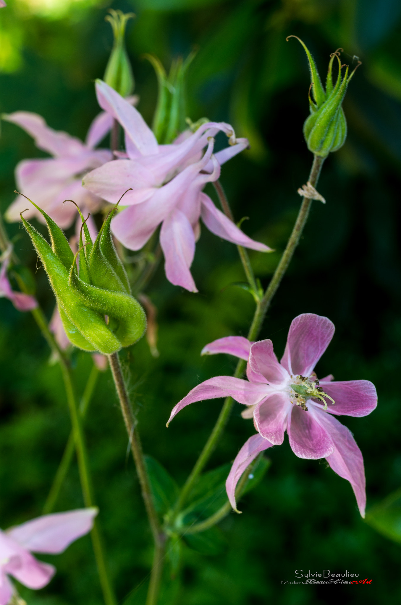 Pentax K-5 + Pentax smc D-FA 50mm F2.8 Macro sample photo. Mélancolie photography