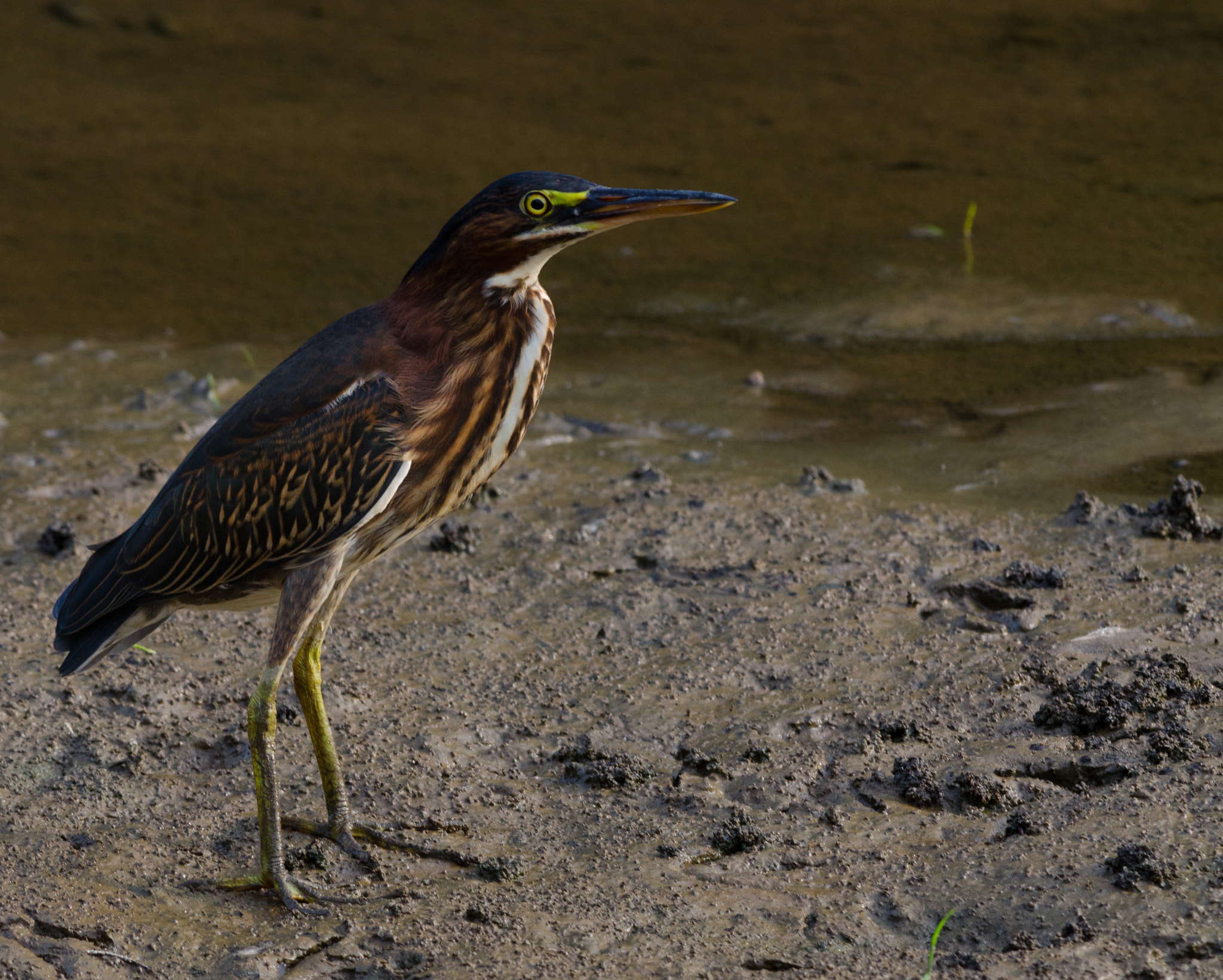 Nikon D5100 + Nikon AF-S Nikkor 300mm F4D ED-IF sample photo. Green heron photography