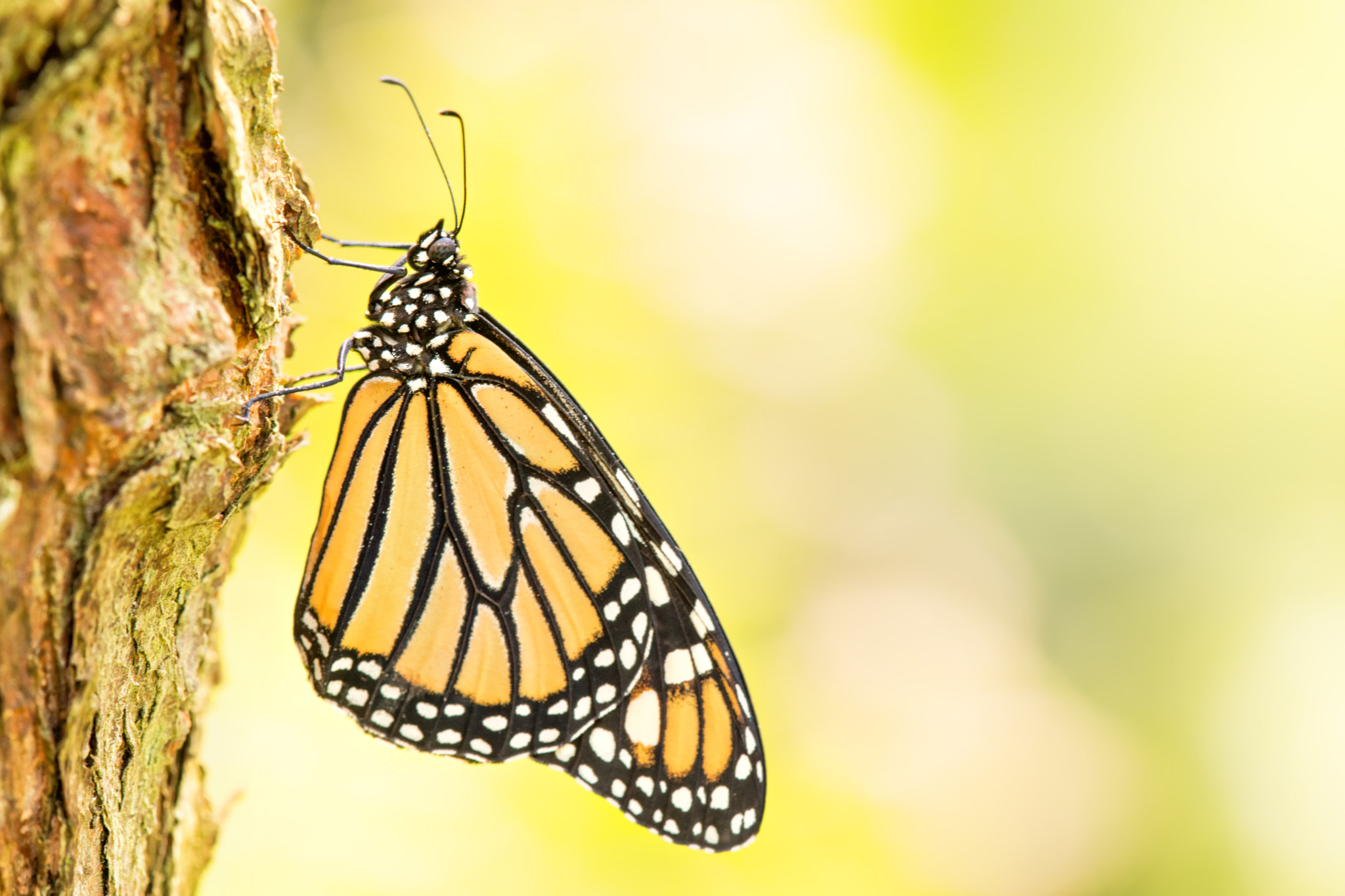 Sony SLT-A99V sample photo. Viceroy on tree photography