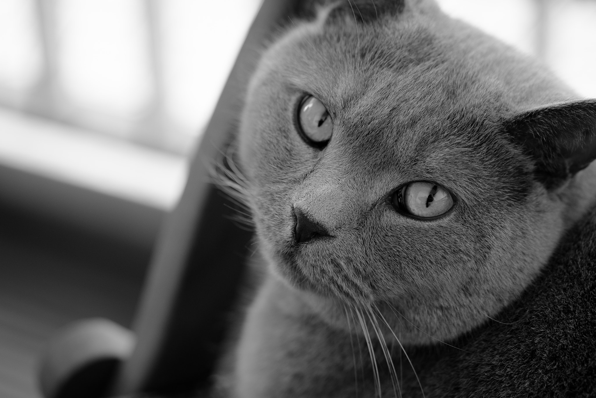 Sony a7S + Sony FE 90mm F2.8 Macro G OSS sample photo. Gismo photography