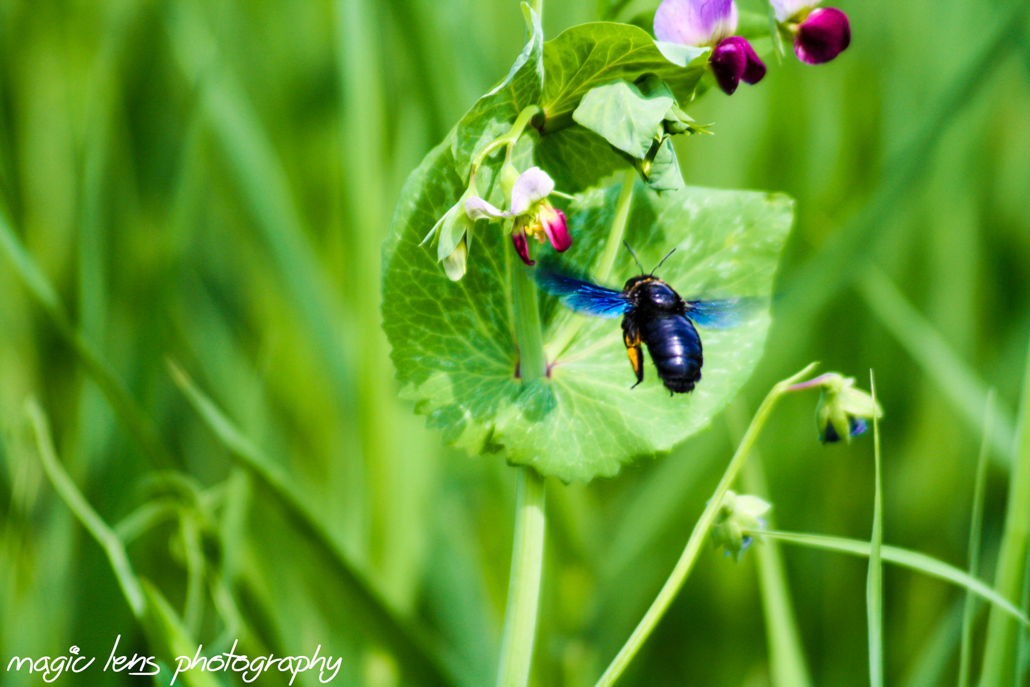 Canon EF 55-200mm f/4.5-5.6 sample photo. Bondar photography