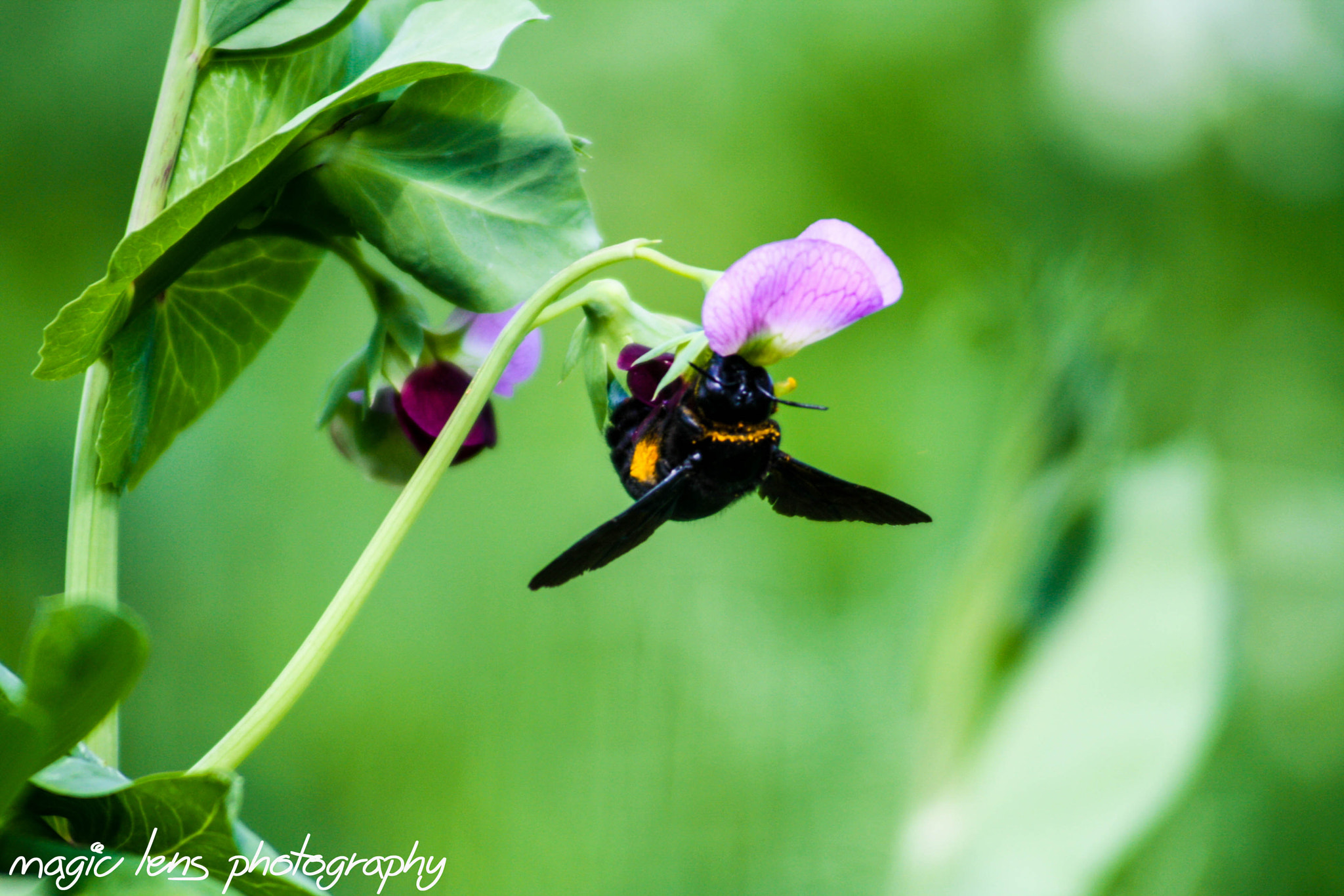 Canon EF 55-200mm f/4.5-5.6 sample photo. Bondar photography