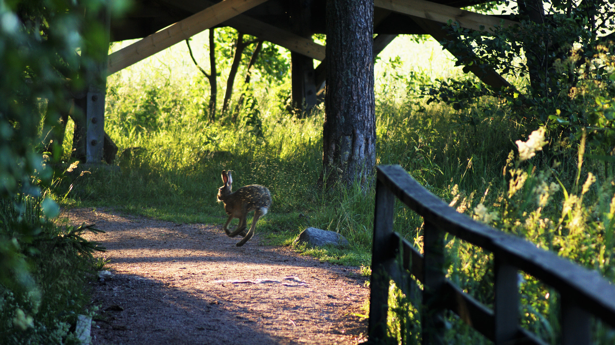 Sony Alpha DSLR-A350 sample photo. Lepus europeaus photography