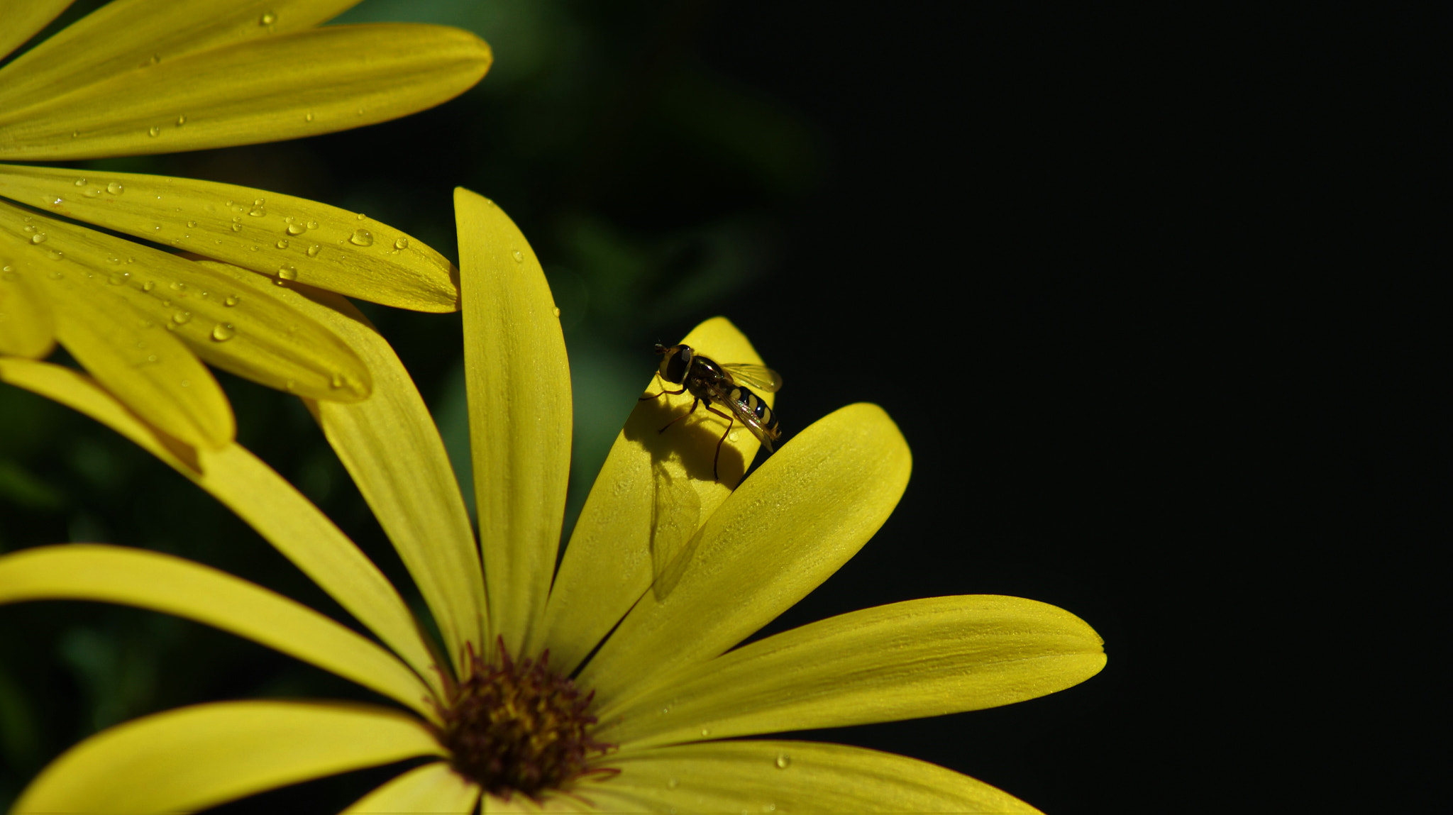 Sony Alpha DSLR-A350 + Tamron Lens (255) sample photo. Shadow photography