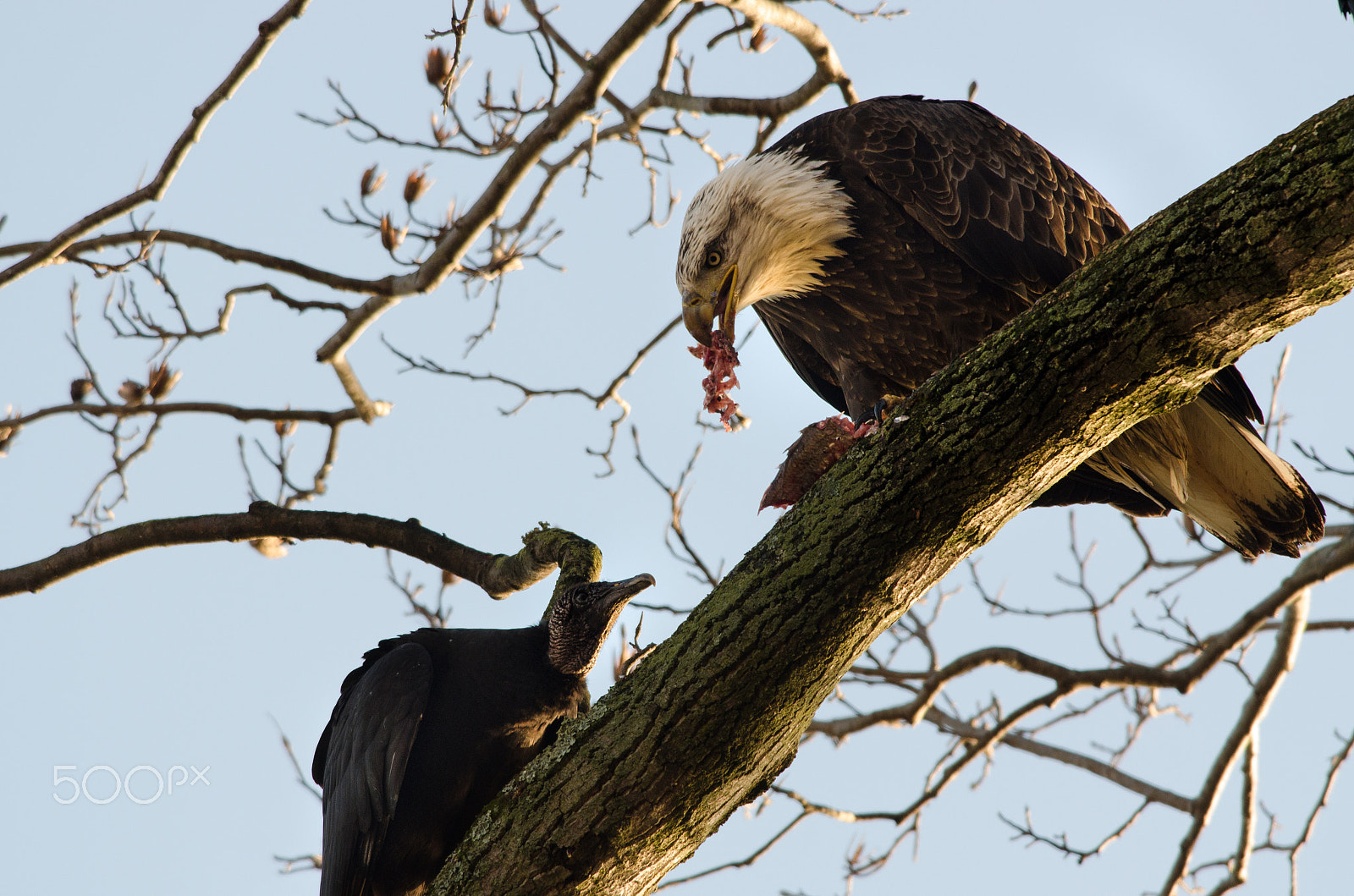 Nikon D5100 + Nikon AF-S Nikkor 300mm F4D ED-IF sample photo. Dinner is served, not shared photography