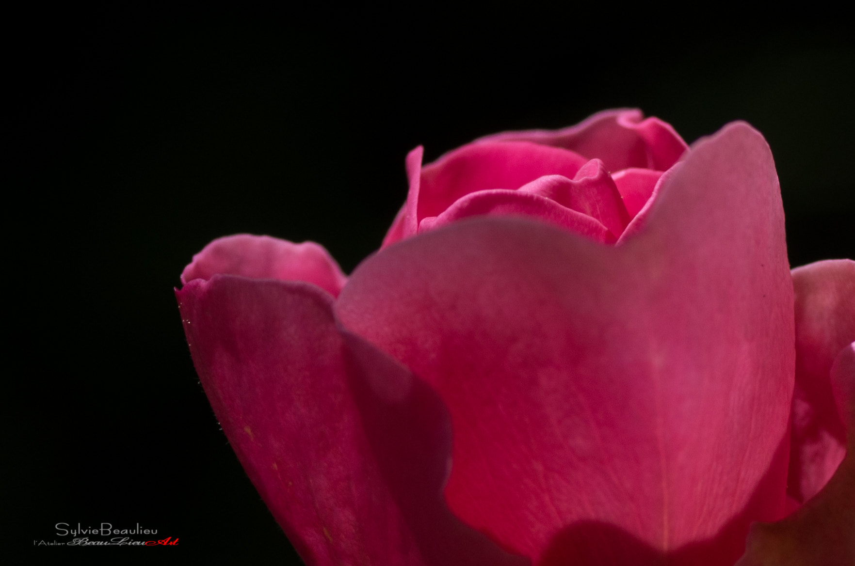 Pentax smc D-FA 50mm F2.8 Macro sample photo. Intériorité (interiority) photography