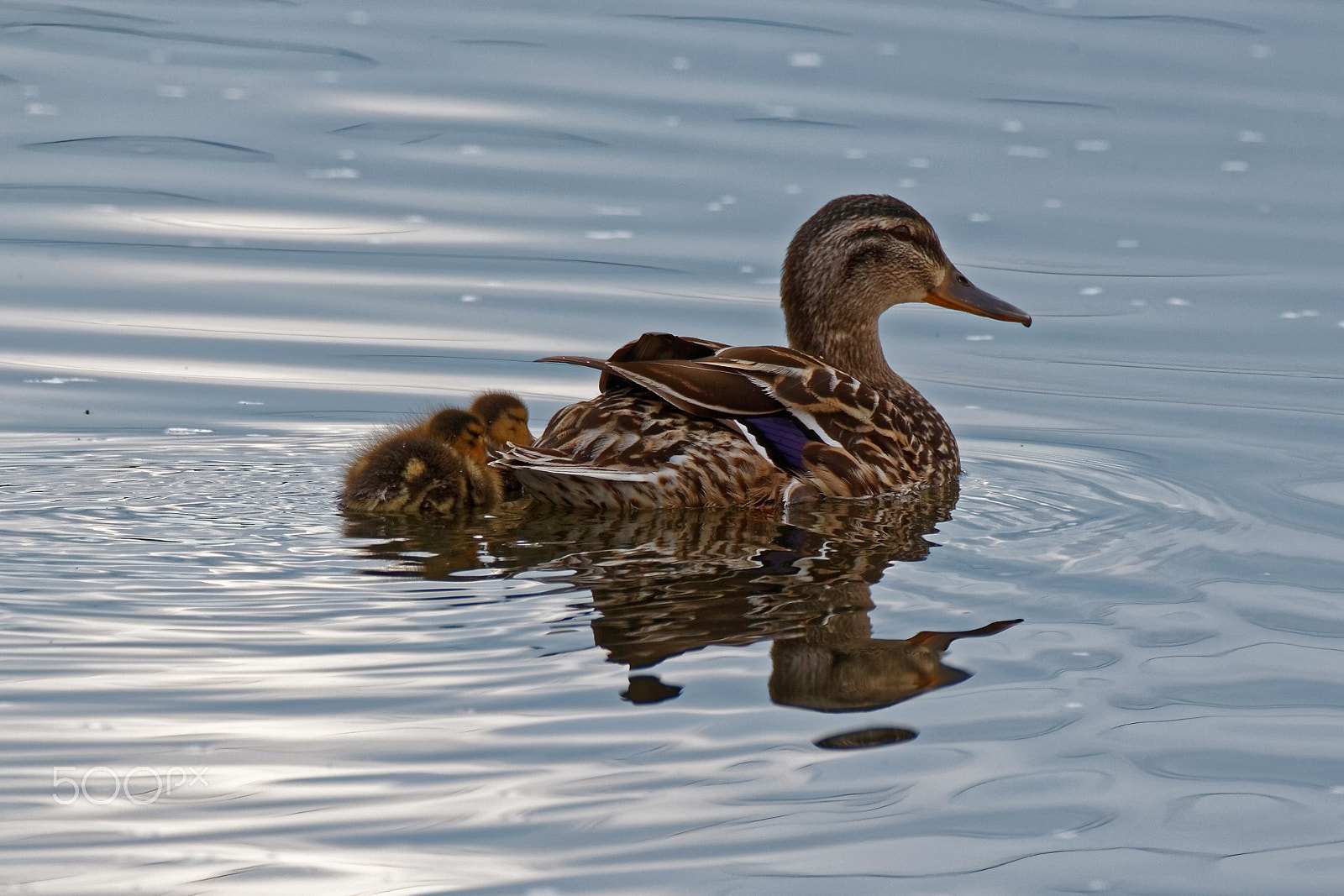 Canon EOS 600D (Rebel EOS T3i / EOS Kiss X5) + Tamron SP 150-600mm F5-6.3 Di VC USD sample photo. Mallard duck and ducklings swimming photography