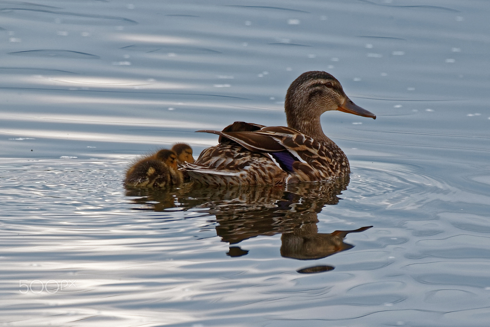 Tamron SP 150-600mm F5-6.3 Di VC USD sample photo. Mallard duck and ducklings swimming photography