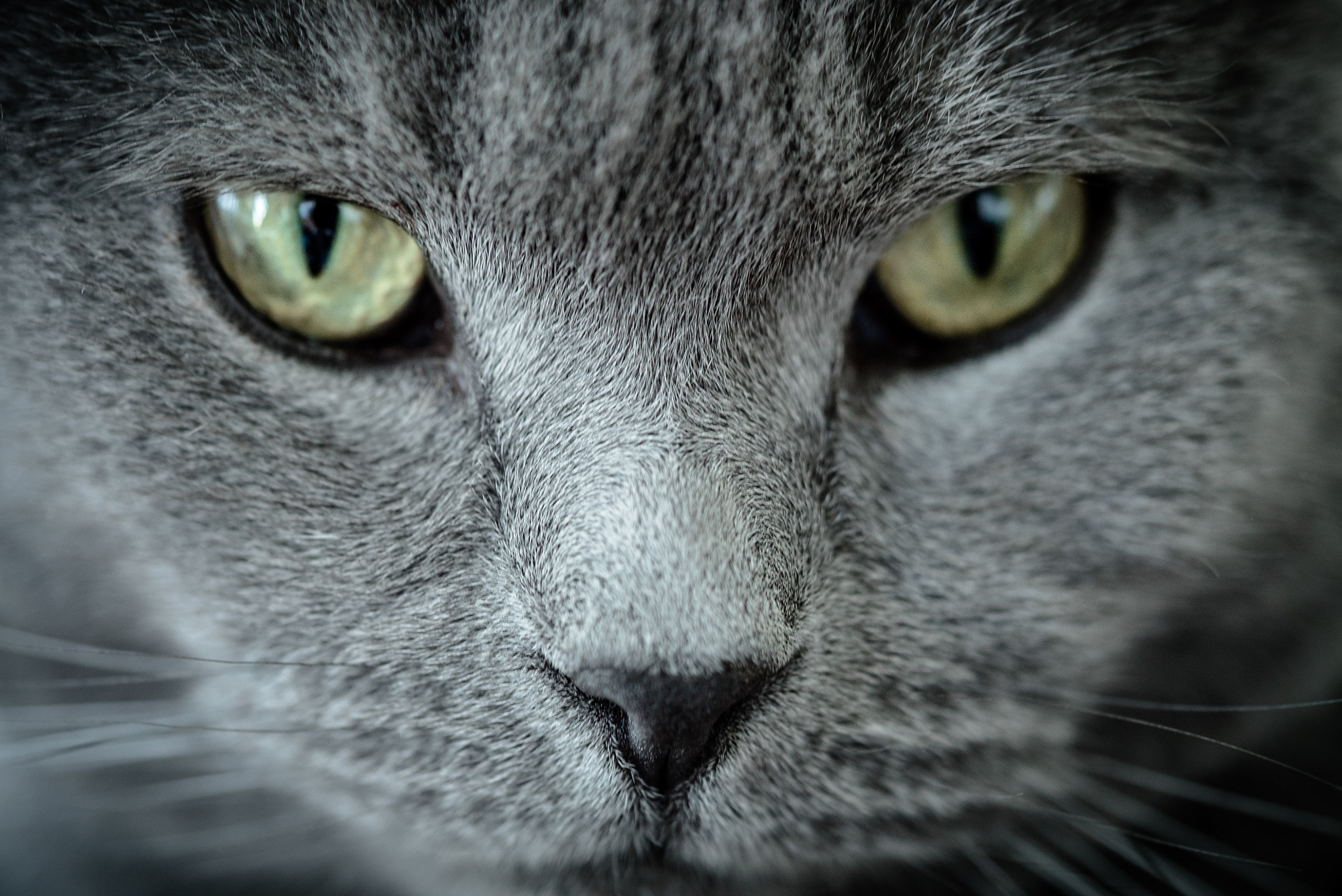 Sony a7S + Sony FE 90mm F2.8 Macro G OSS sample photo. Gismo ii photography