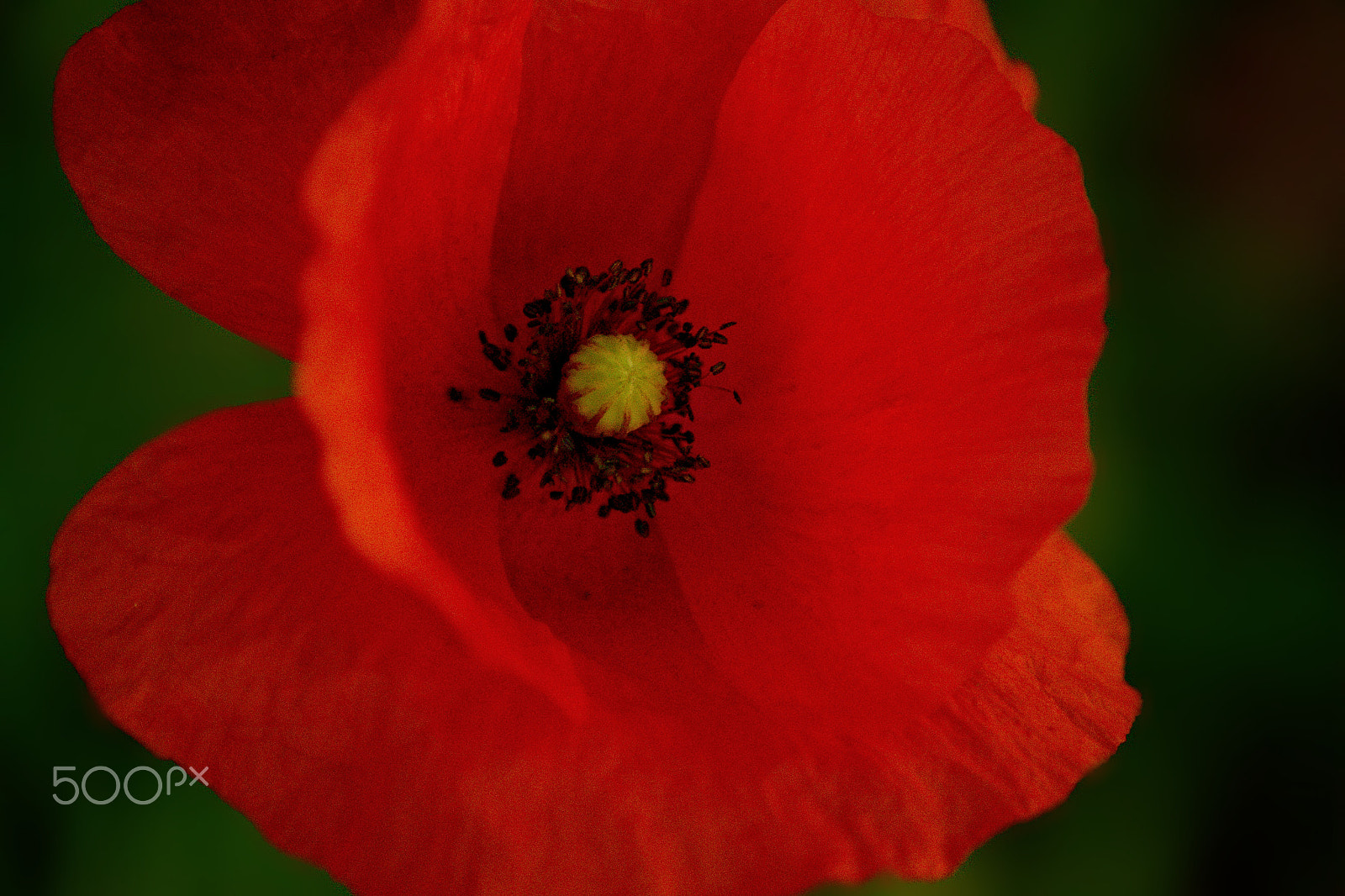 70.00 - 300.00 mm f/4.0 - 5.6 sample photo. Common poppy - soft beauty photography