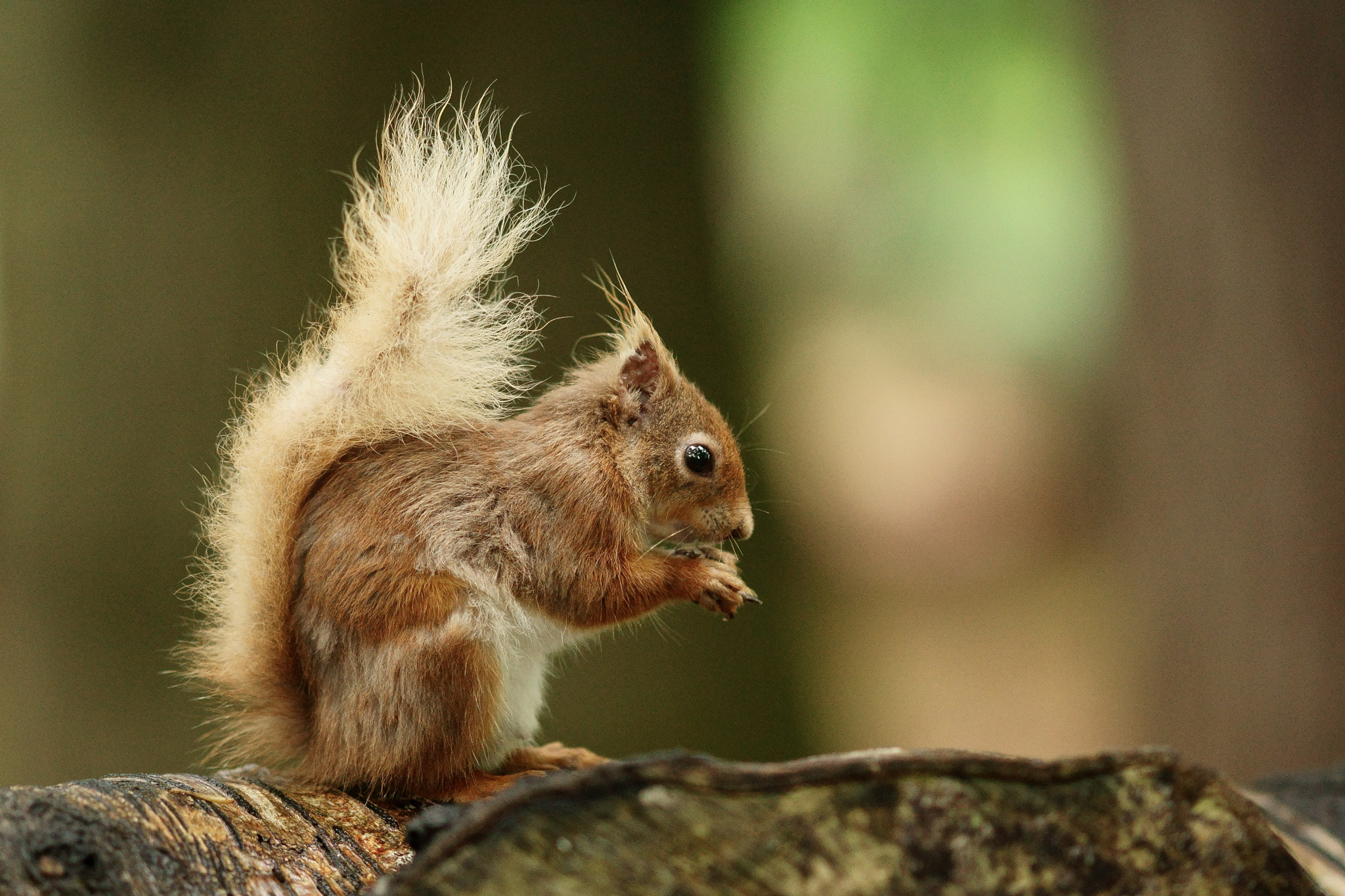 Sony Sonnar T* 135mm F1.8 ZA sample photo. Brownsea island squirrel photography