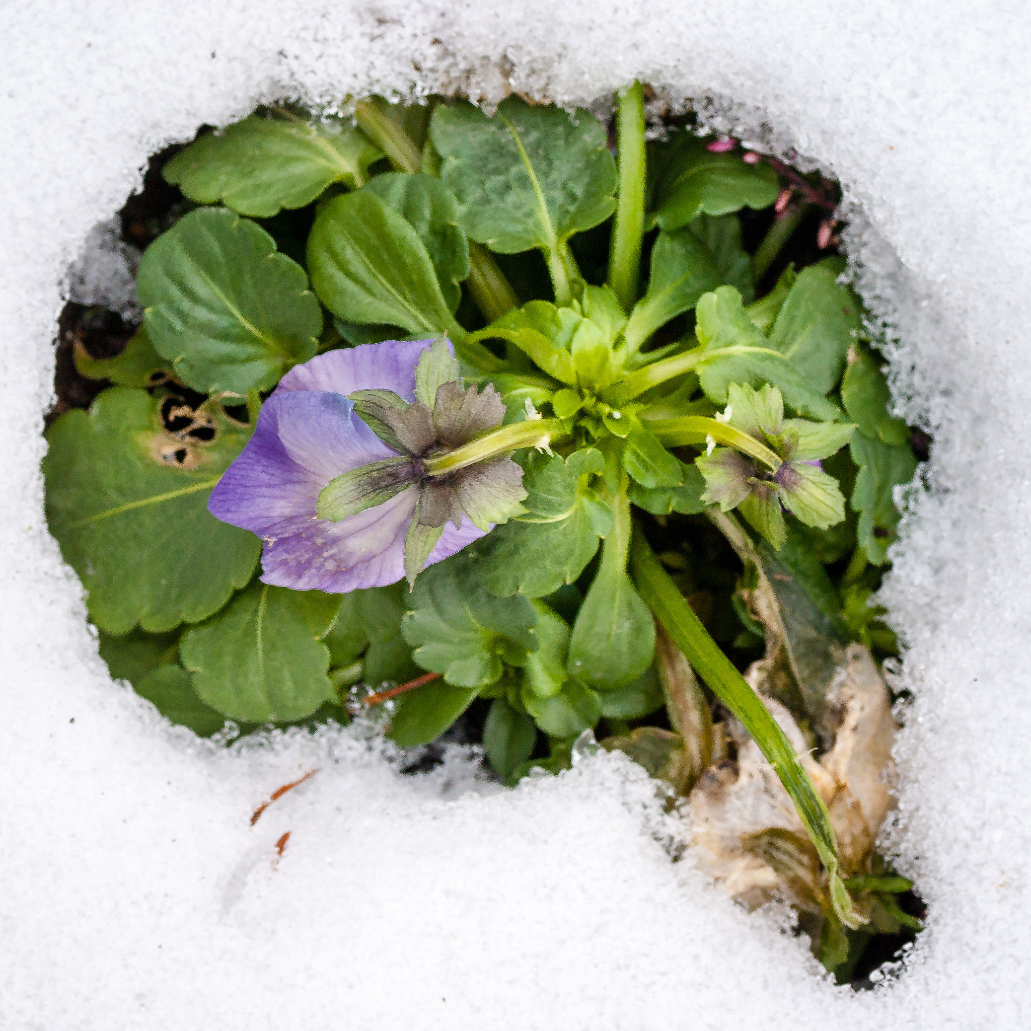 Sony Alpha DSLR-A100 + Tamron SP AF 90mm F2.8 Di Macro sample photo. Am friedhof im winter photography