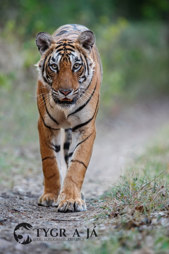 Canon EF 300mm F2.8L IS II USM sample photo. Face to face with arrowhead photography