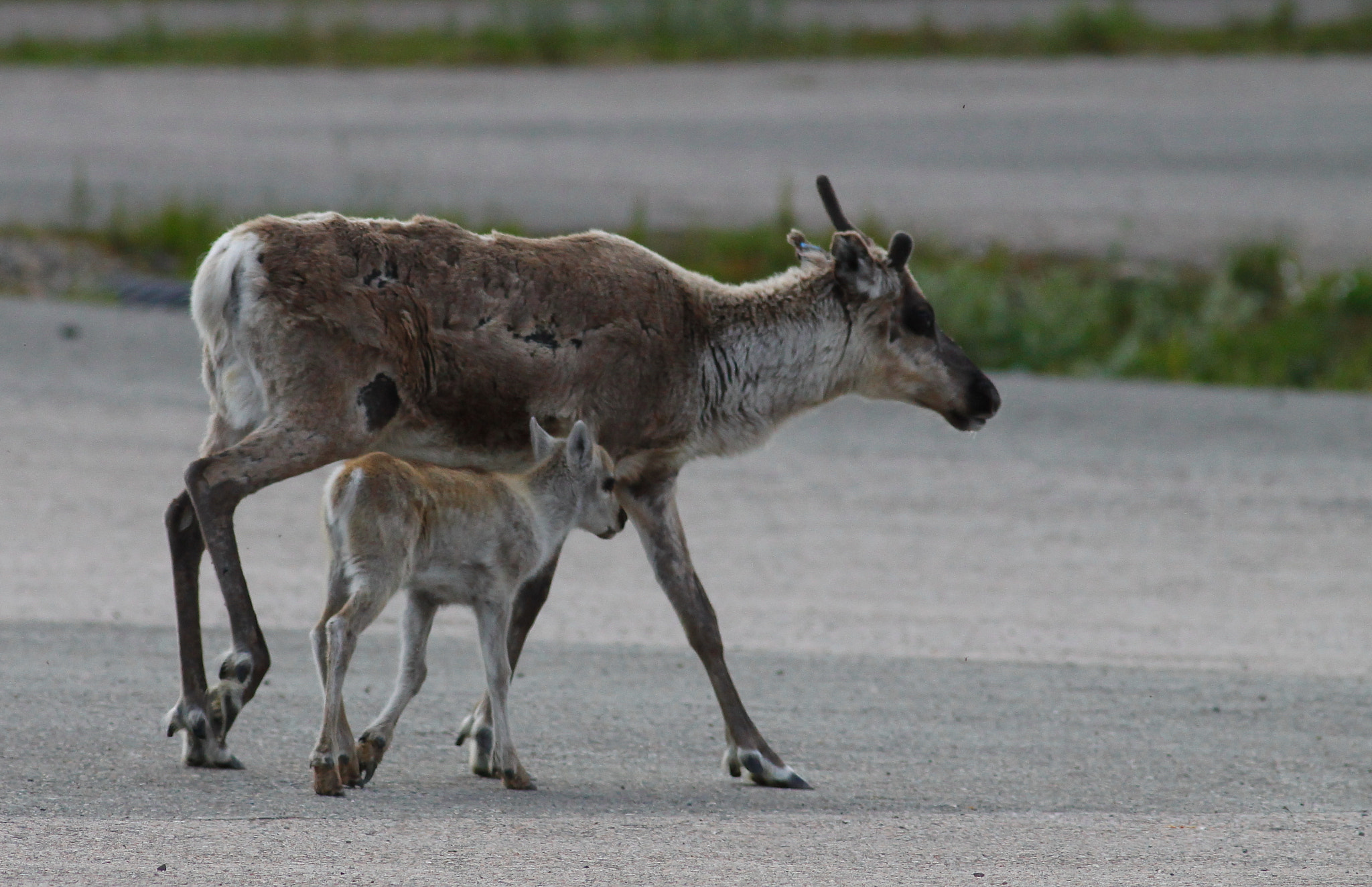 Canon EOS 50D + Canon EF 300mm F4L IS USM sample photo. Reindeers photography