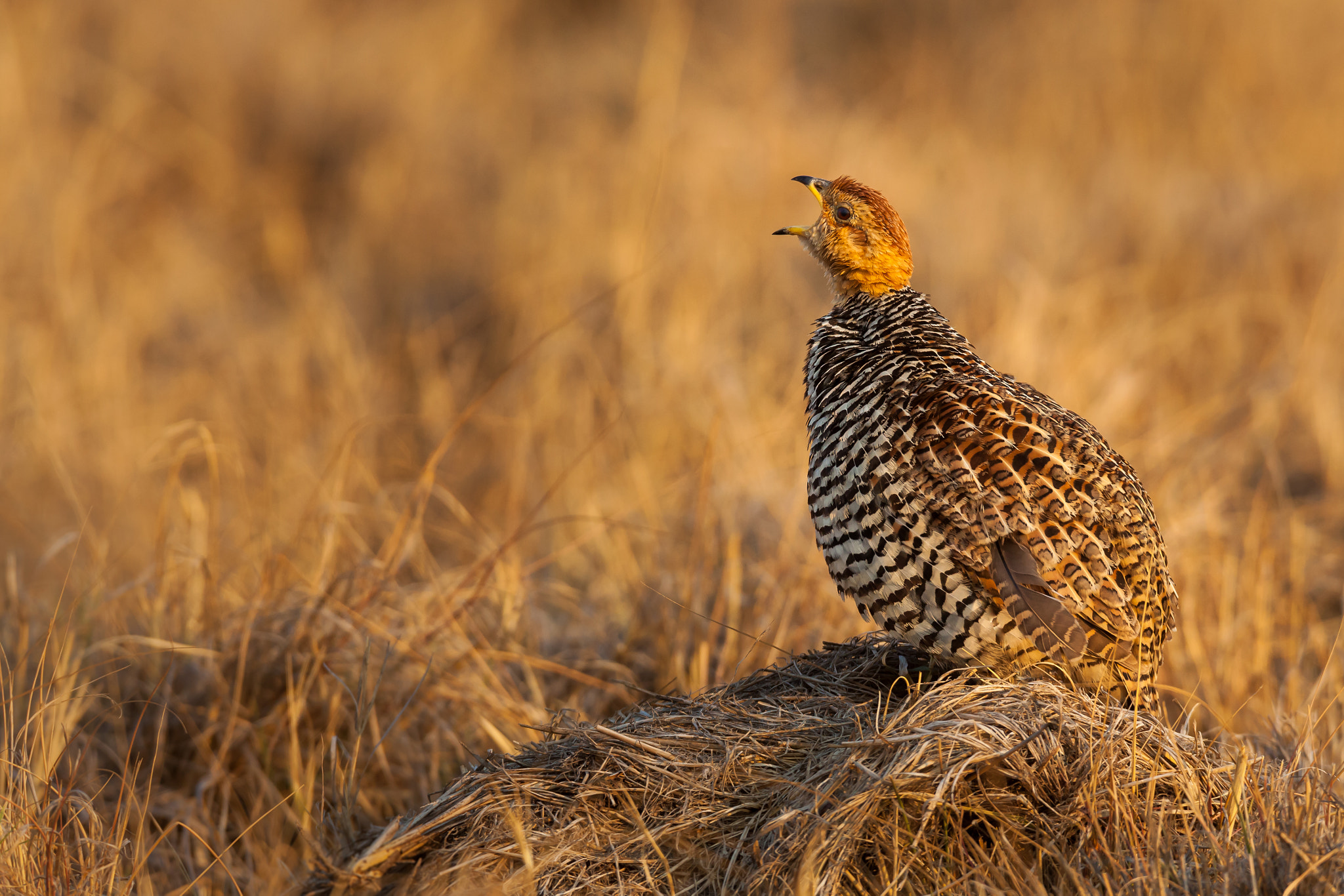 Canon EOS 5D Mark II + Canon EF 600mm F4L IS USM sample photo. Coqui francolin calling photography