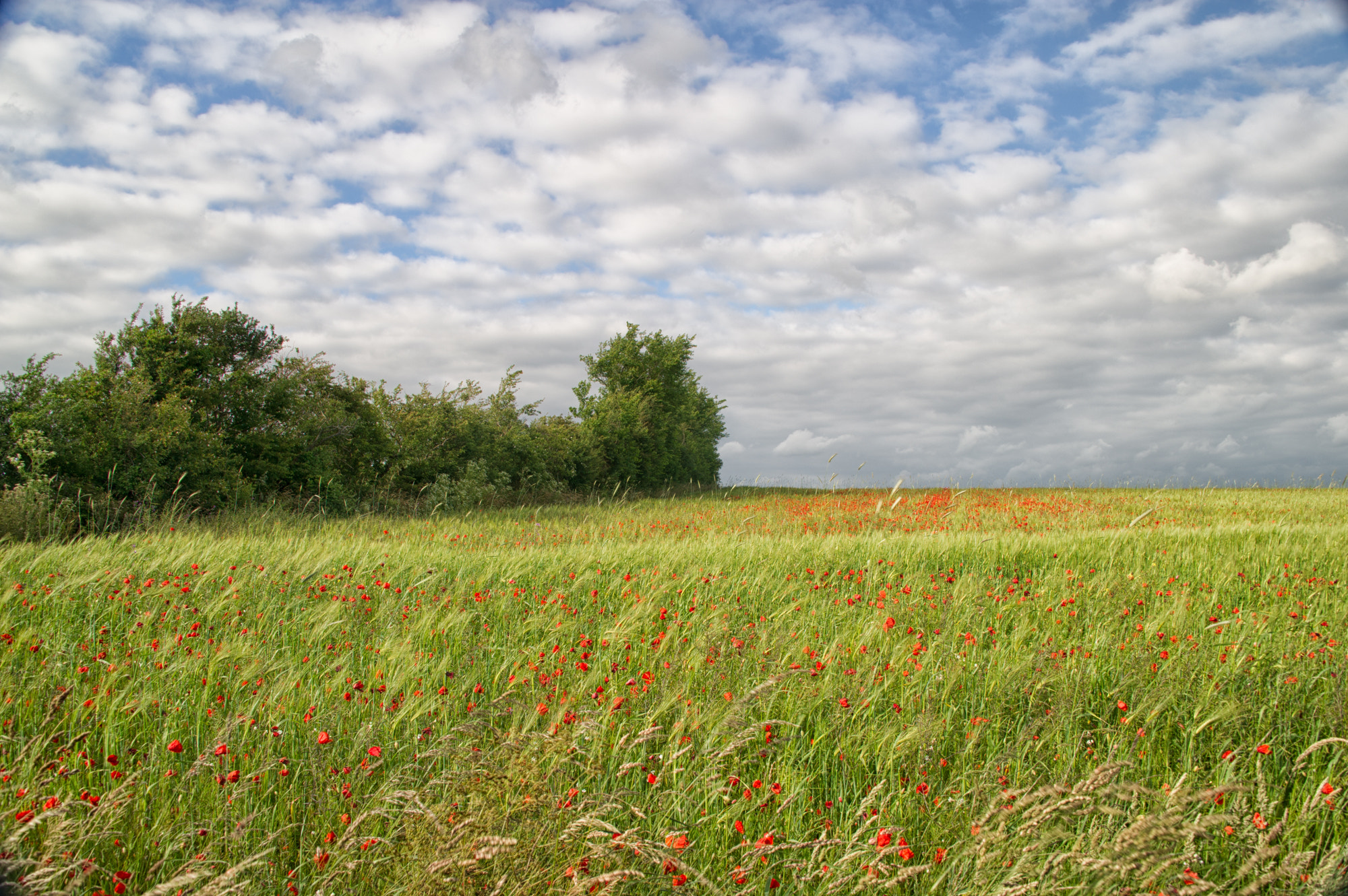 Nikon D3S sample photo. ¨les coquelicots photography