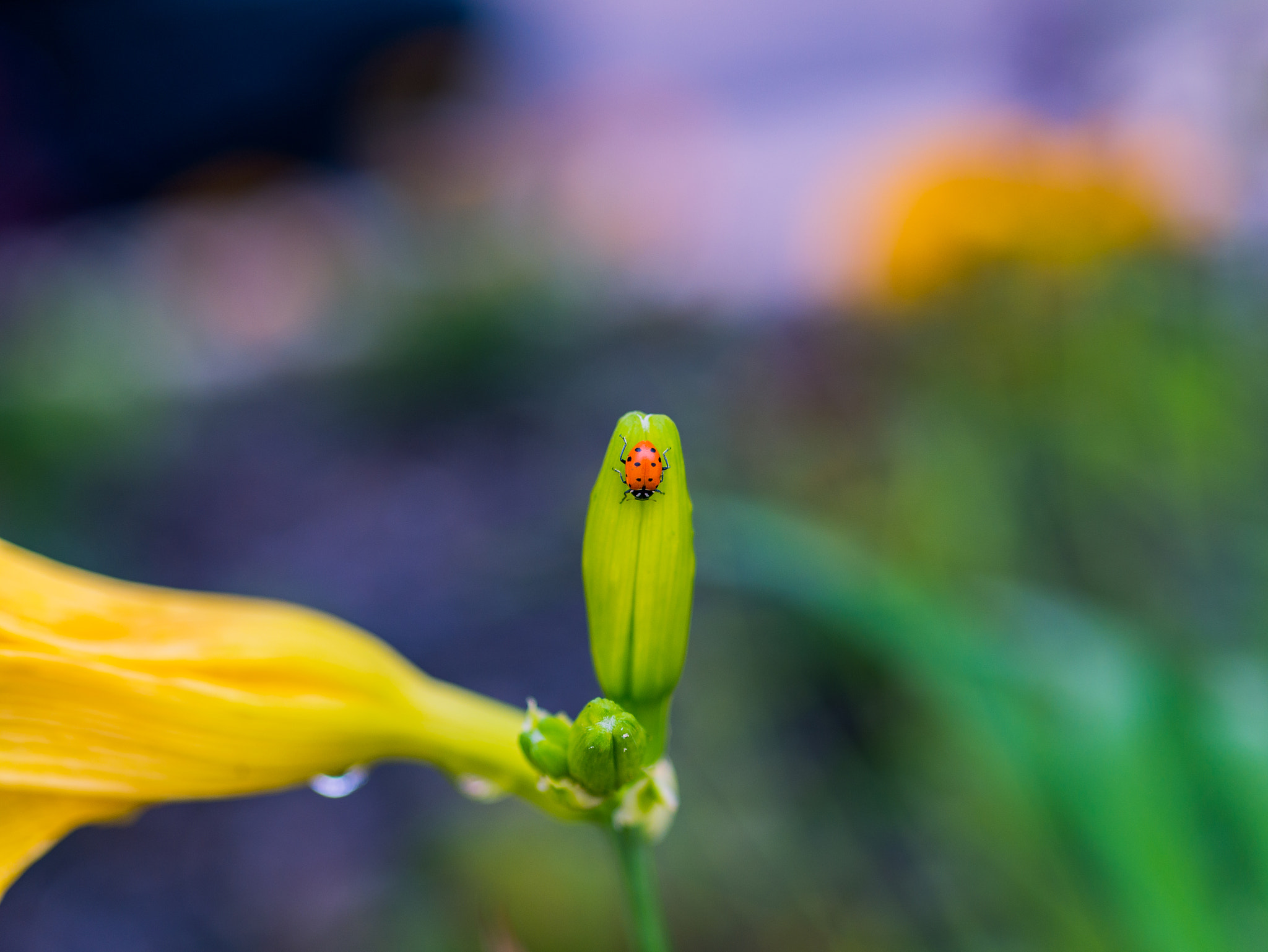 Panasonic Lumix G 42.5mm F1.7 ASPH Power OIS sample photo. Ladybug photography