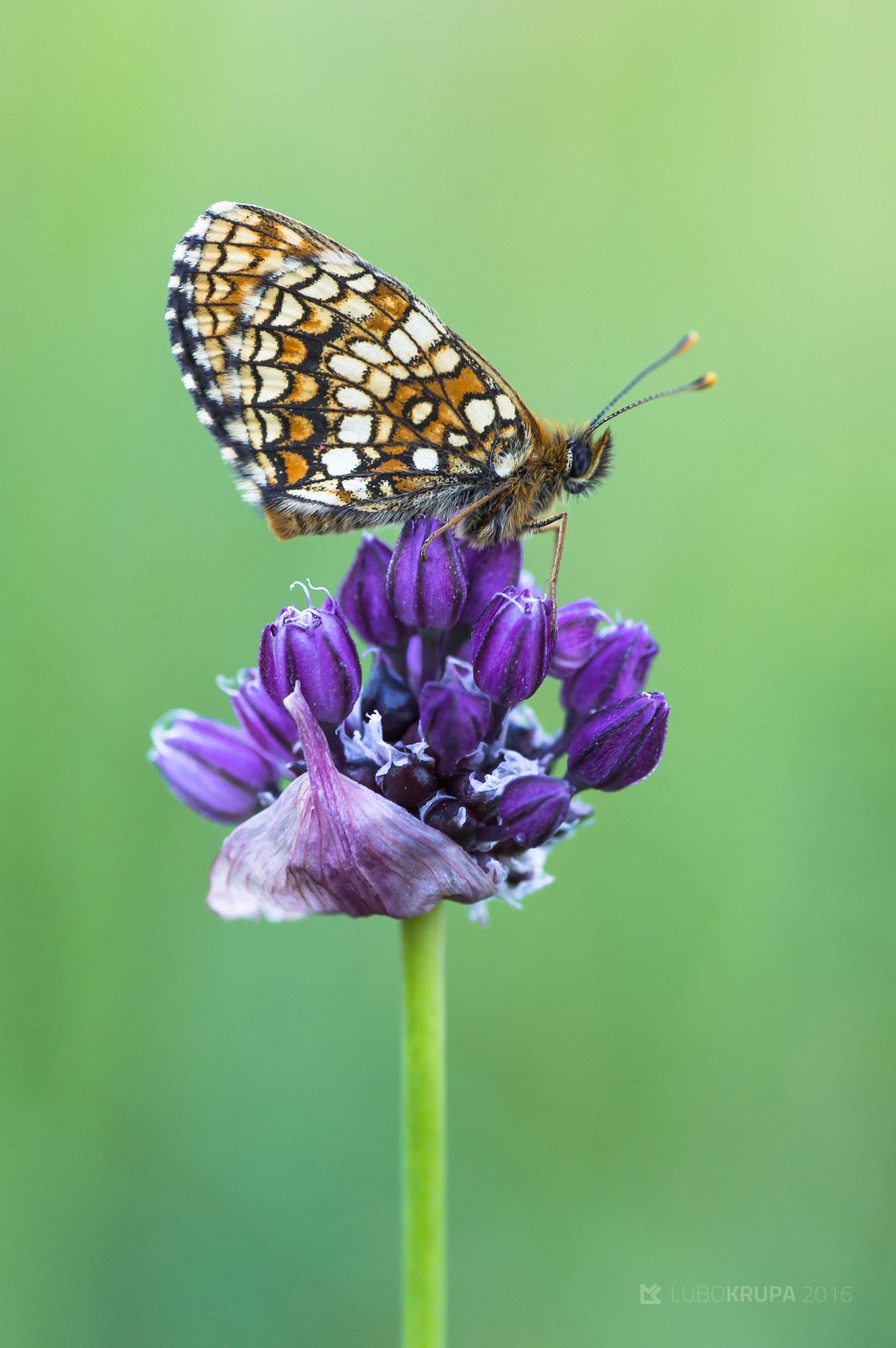 Pentax K-r + Tamron SP AF 90mm F2.8 Di Macro sample photo. Melitaea athalia photography