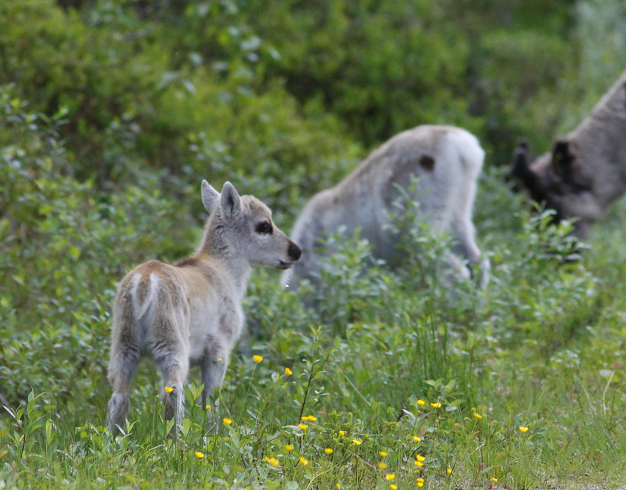 Canon EOS 50D + Canon EF 300mm F4L IS USM sample photo. Reindeer calf photography