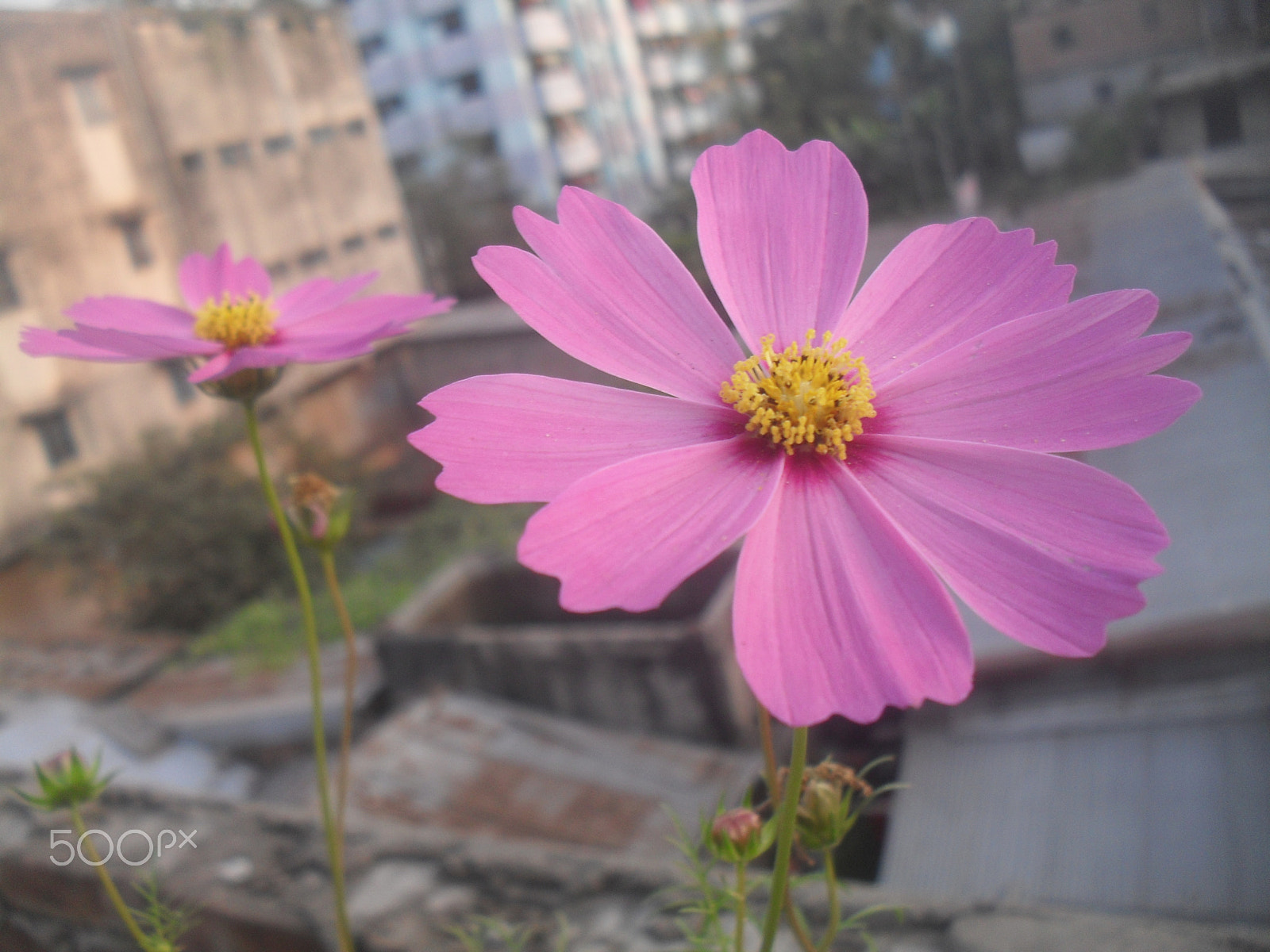 Samsung ES55,ES57 / VLUU ES55 /  SL102 sample photo. Beautiful pink flower photography