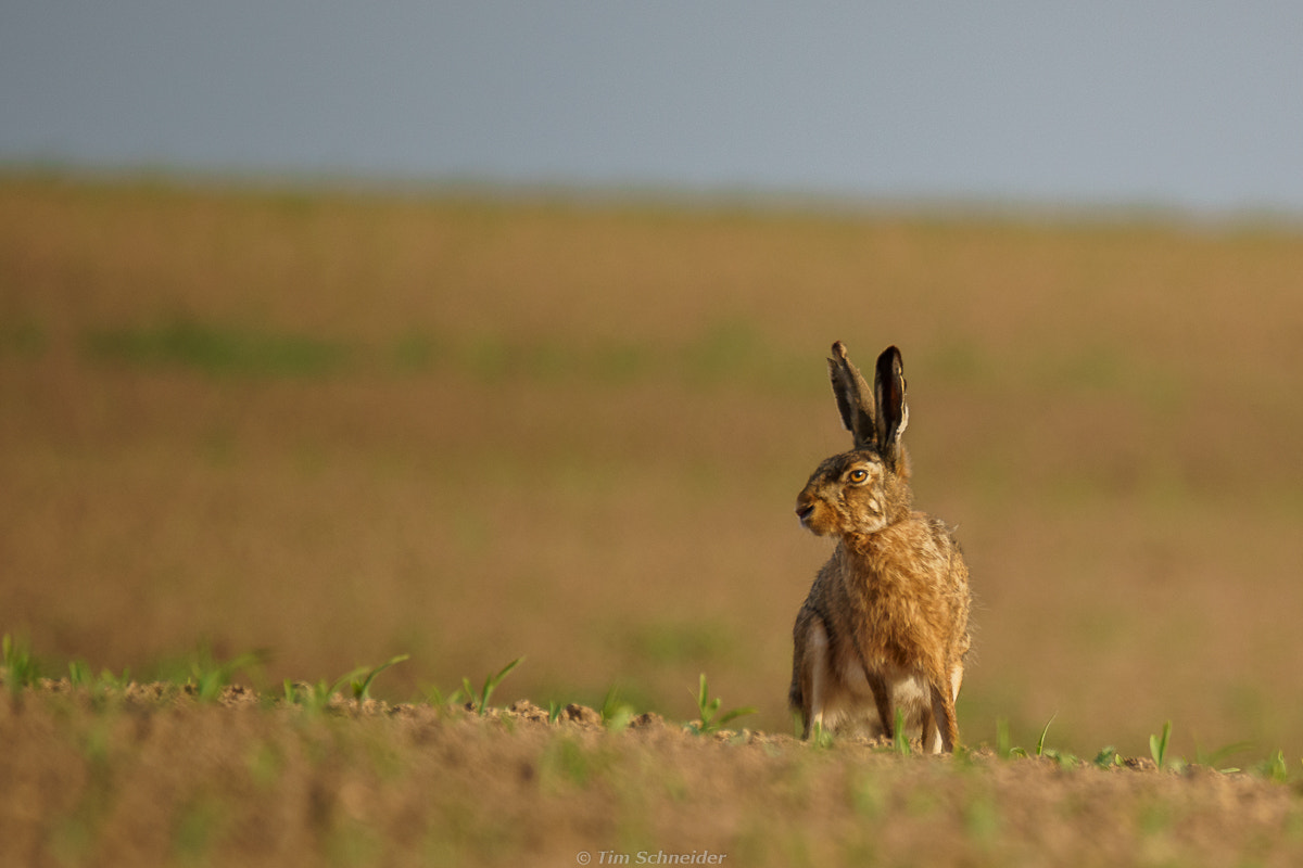 Sony a7 II + Tamron SP 150-600mm F5-6.3 Di VC USD sample photo. Hare photography